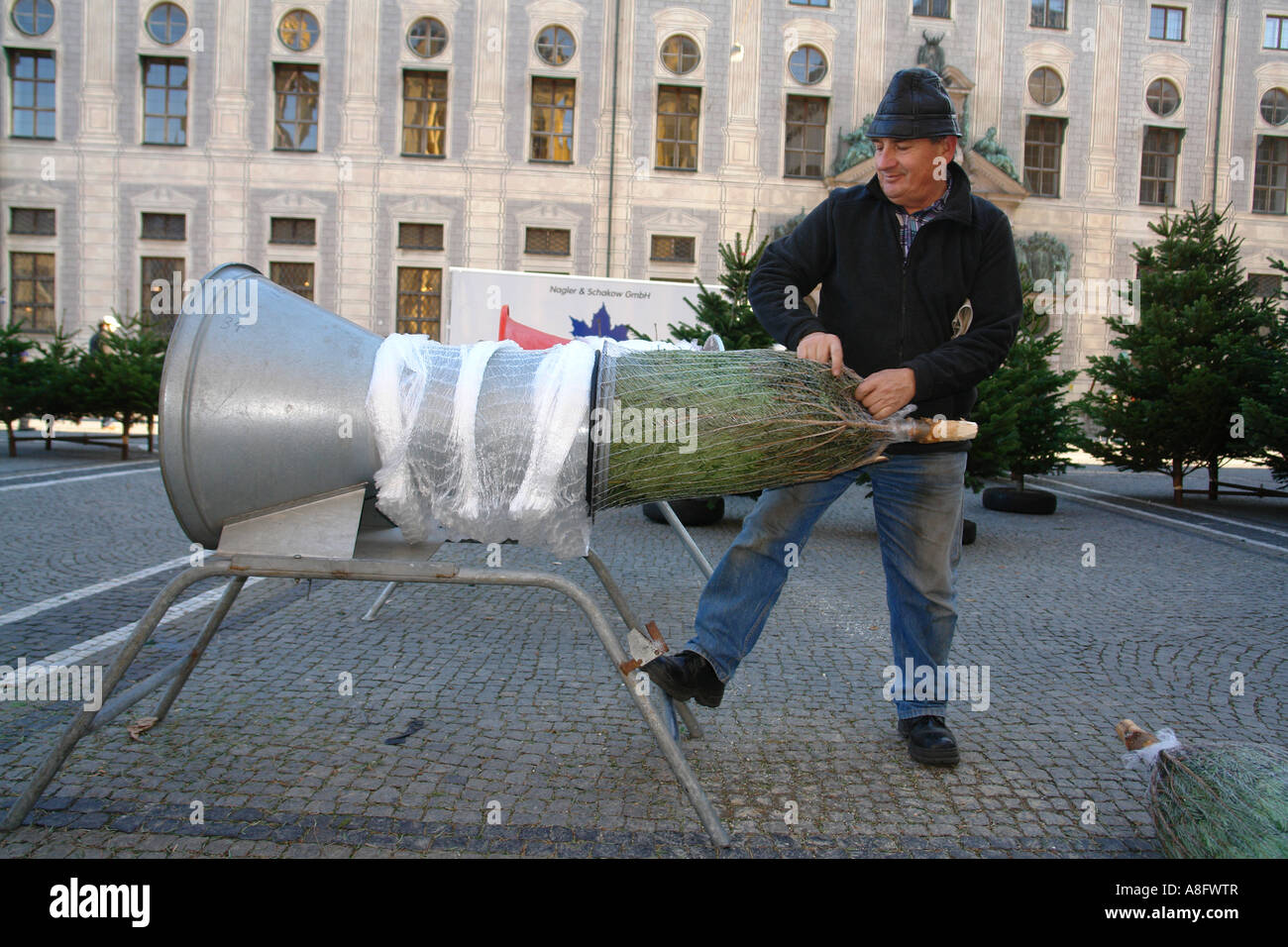 El hombre árbol de embalaje los árboles de Navidad en venta Odeonsplatz Munich Bavaria Alemania Foto de stock