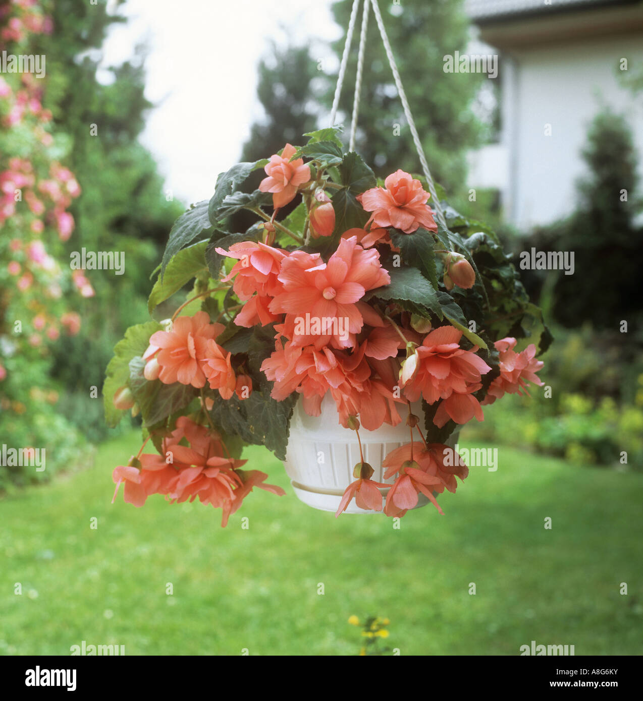 Canasta colgante con begonias Fotografía de stock - Alamy