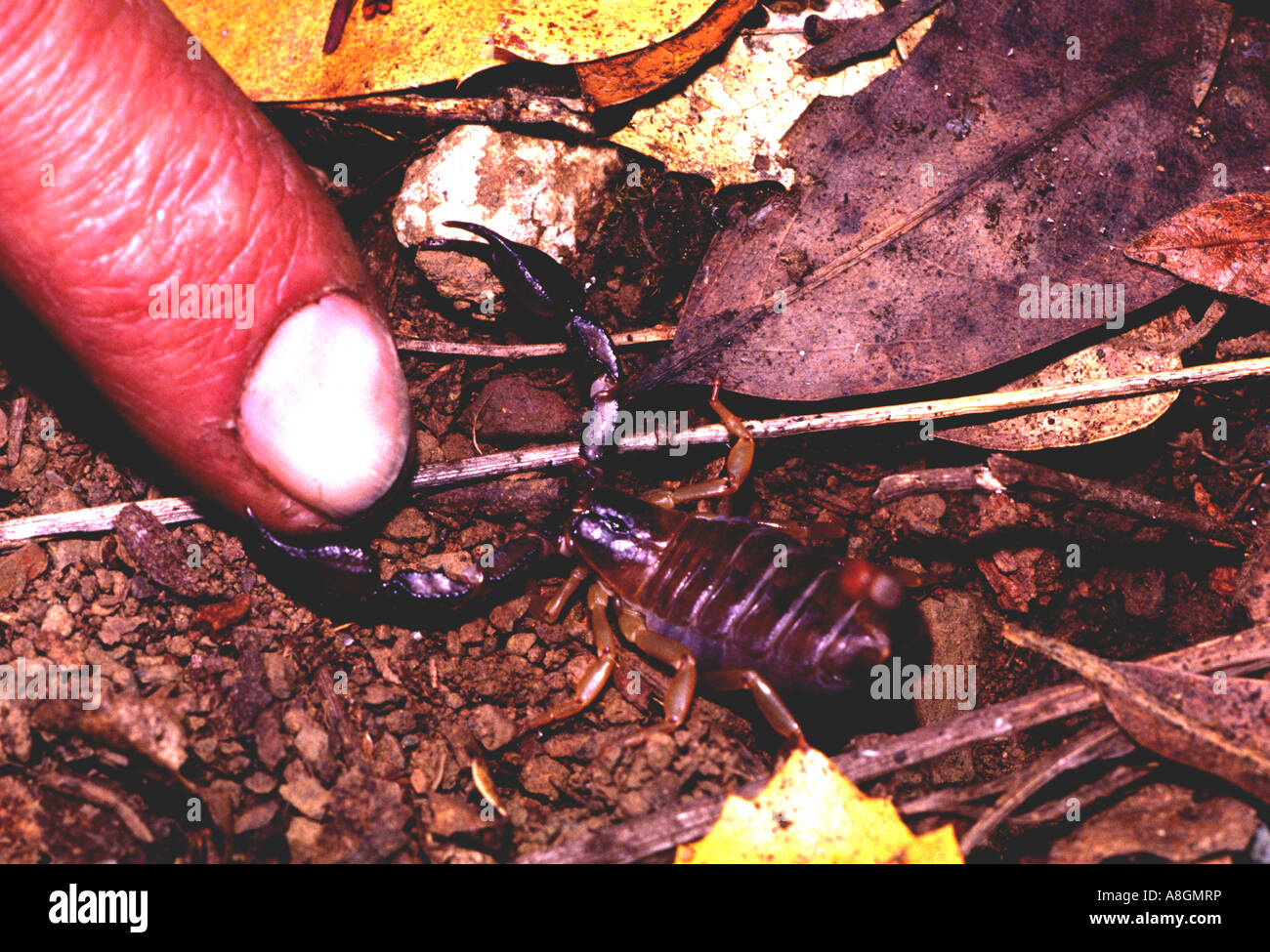 Escorpión en postura defensiva montañas Santa Cruz California EE.UU. Foto de stock