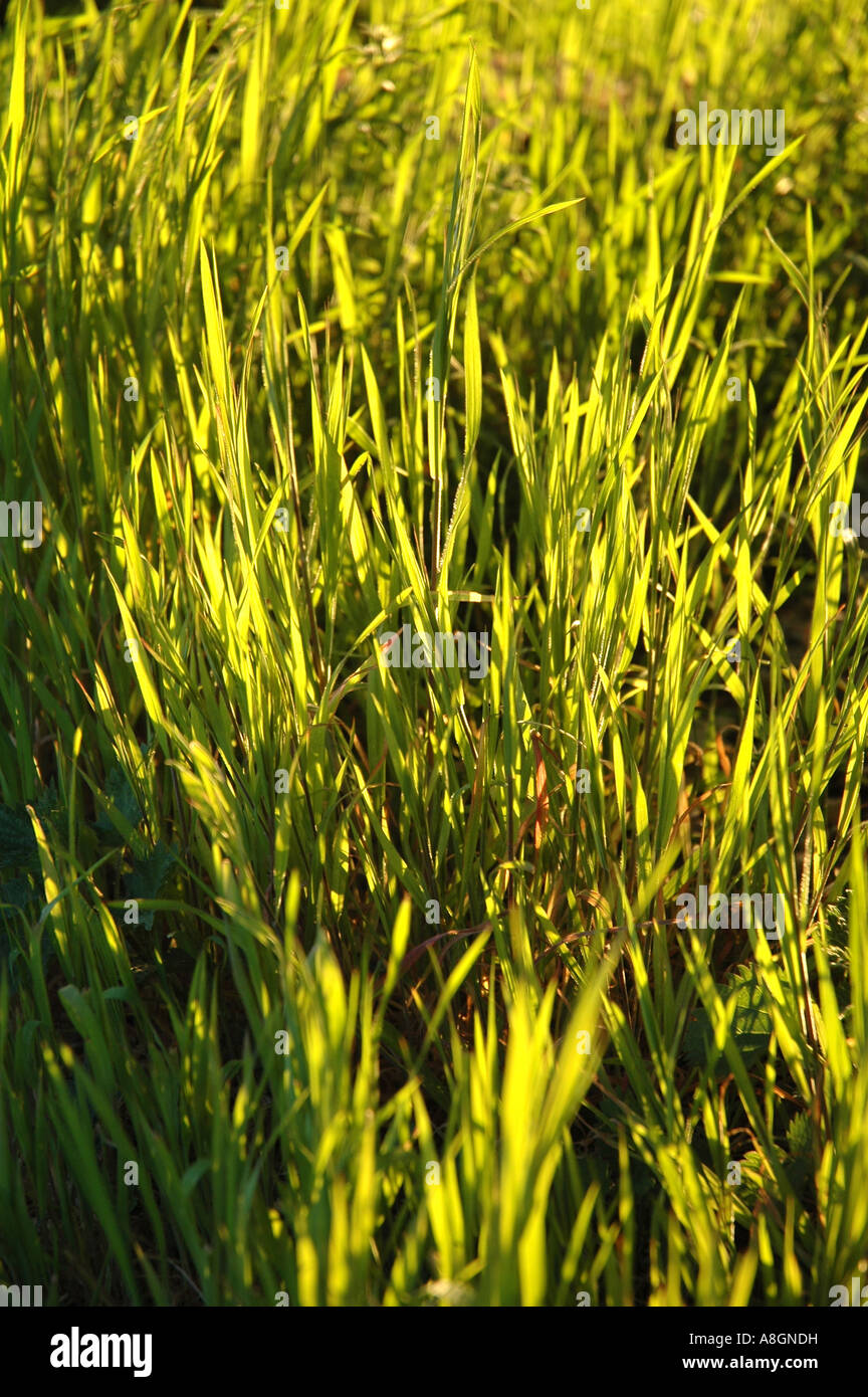 País pura hierba Foto de stock