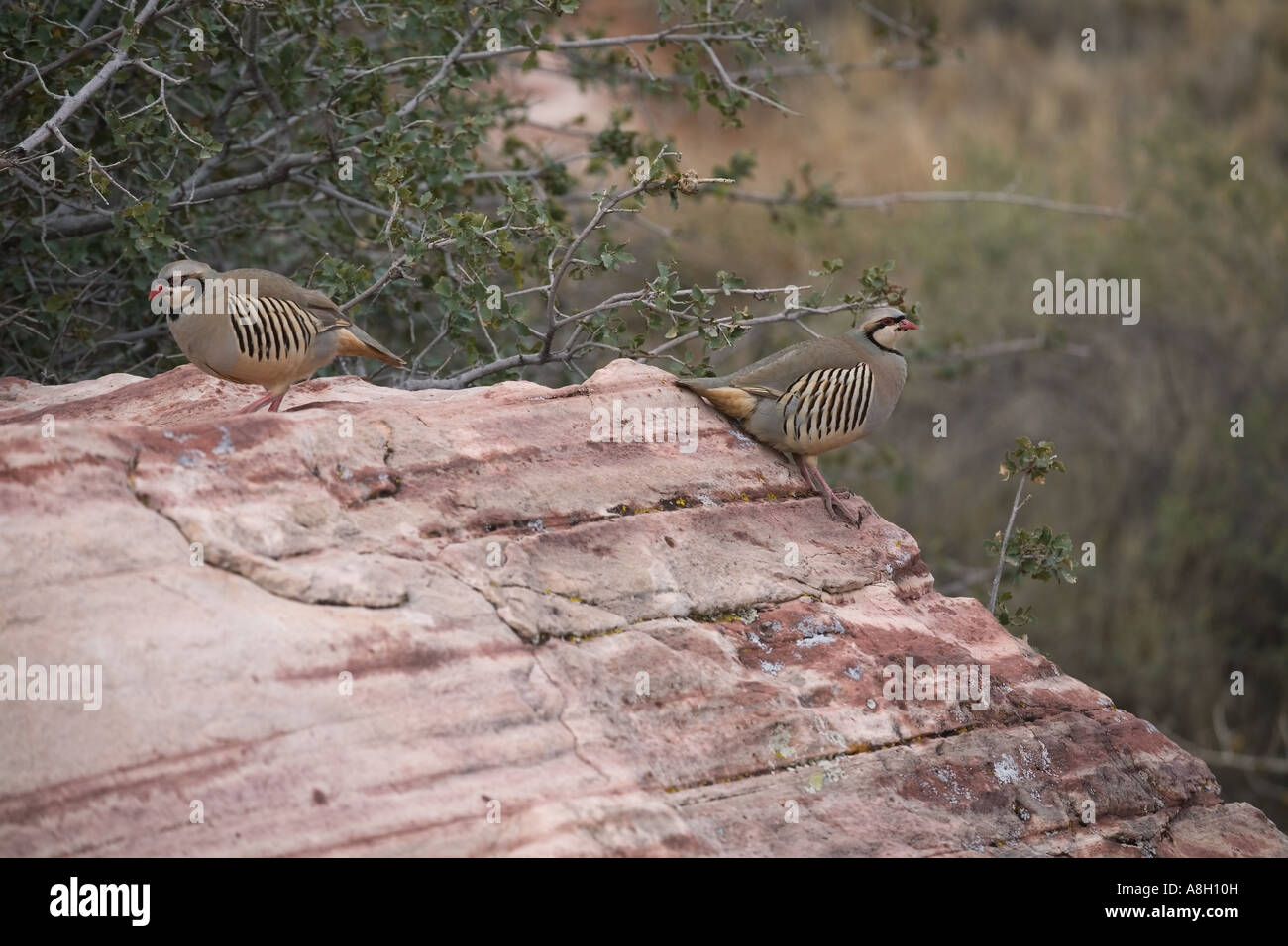 Aves terrestres pequeñas rocas rojas Canyon NV alrededor del muelle rojo Foto de stock