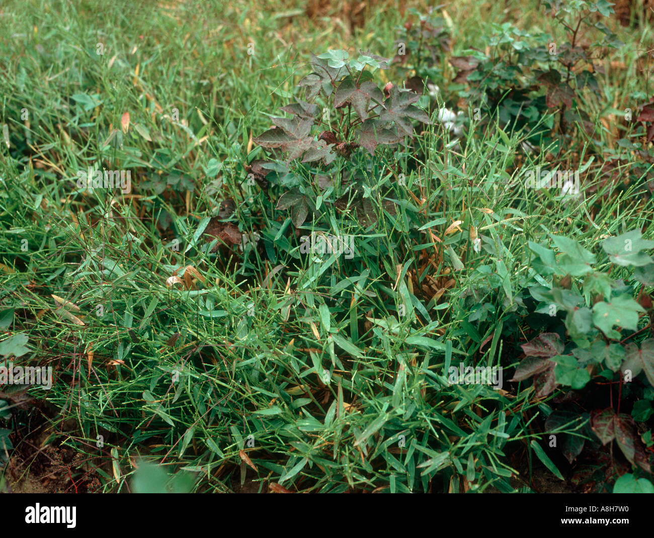 Amplia señal dejaron hierba Brachiaria platyphylla floración las malezas en un cultivo de algodón Foto de stock