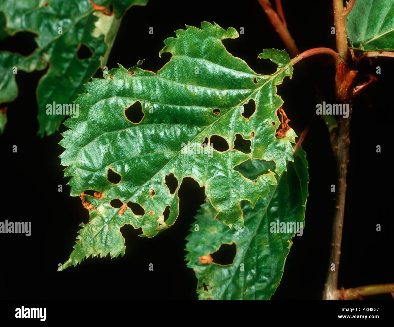Orificio de disparo Pseudomonas syringae mors prunorum en Cherry leaf Foto de stock