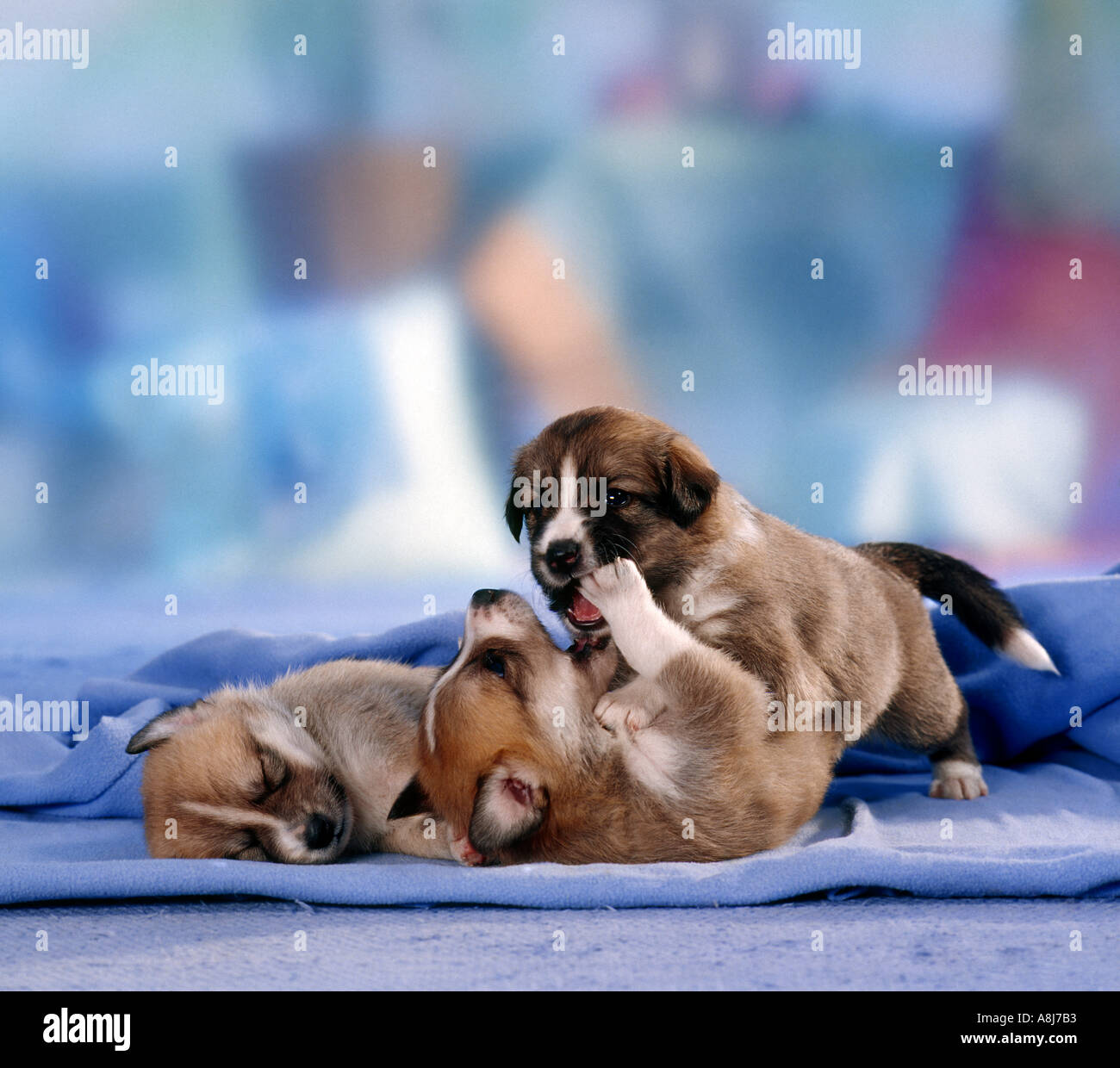Tres cachorros de raza media en una portada Fotografía de stock - Alamy