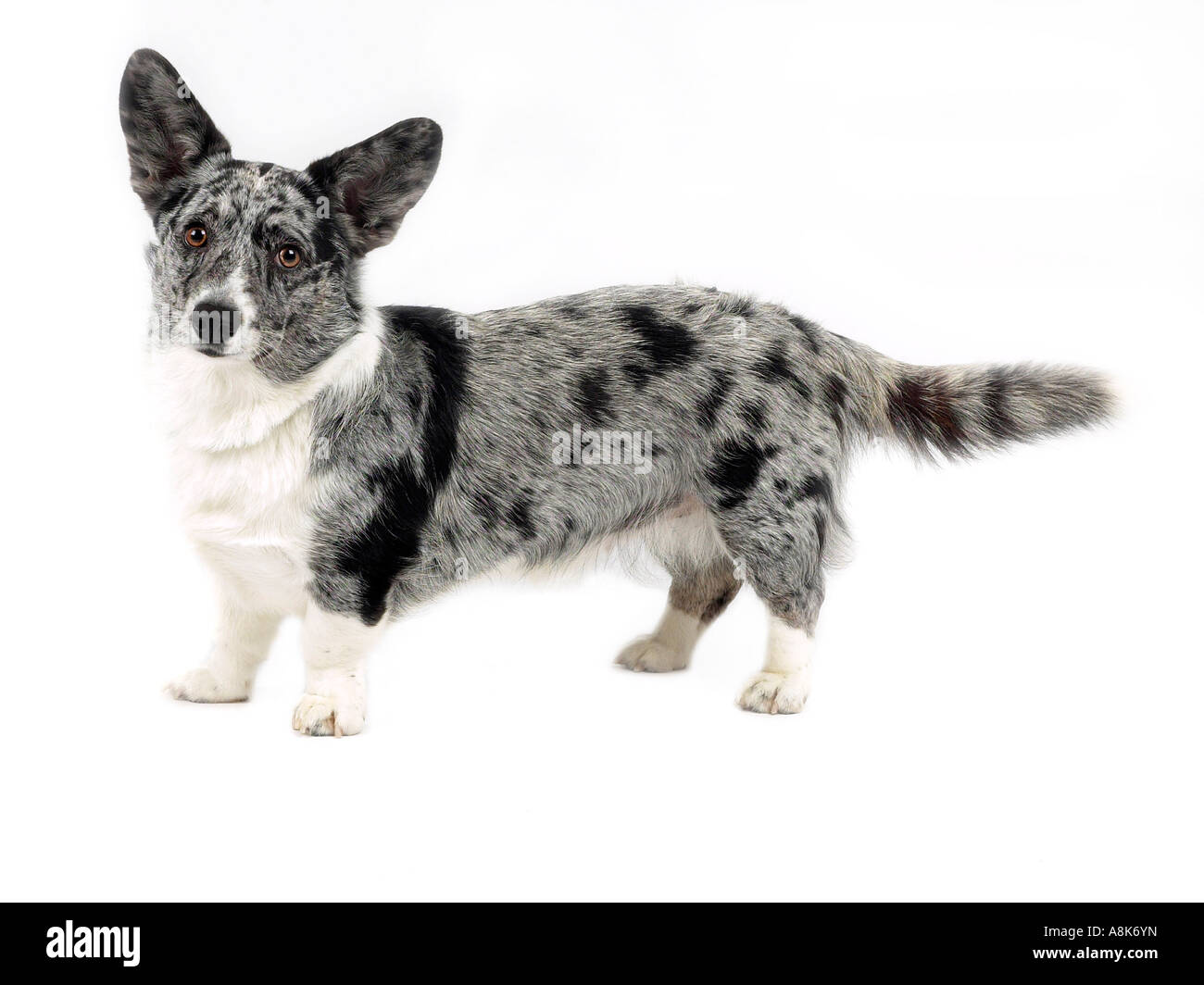 Una corgie cardigan color Merle. Foto de stock
