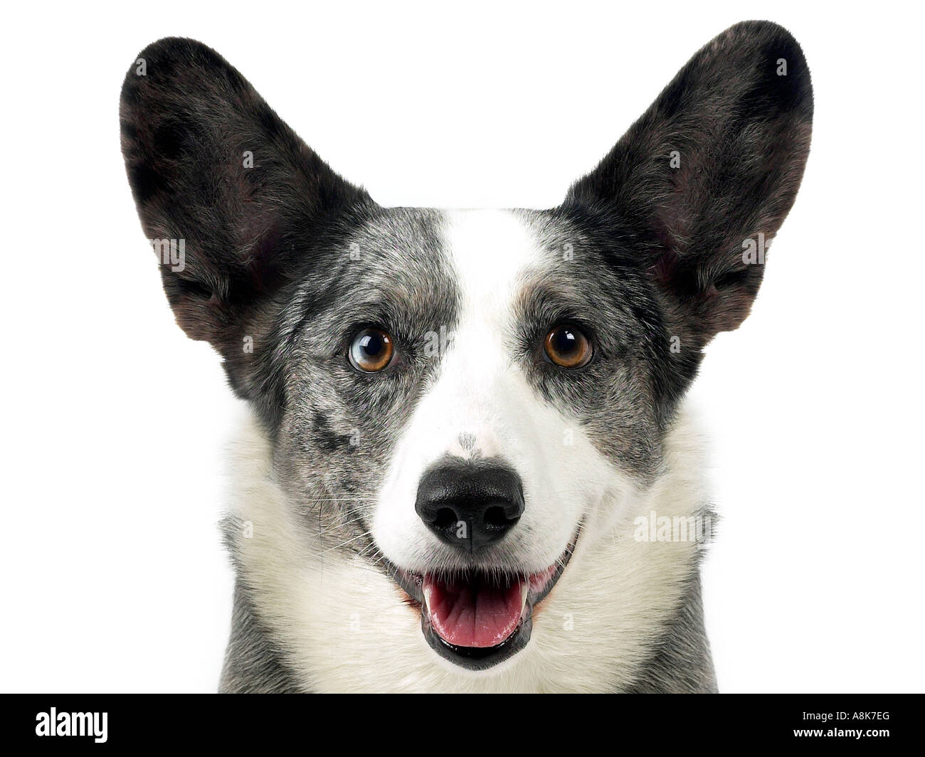 La cabeza de un cardigan welsh corgie. Foto de stock