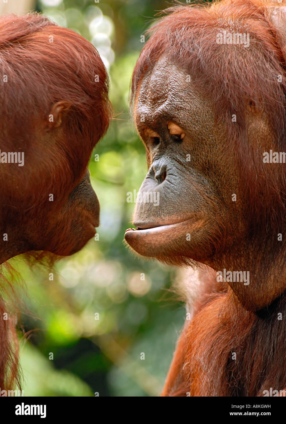 Dos orangután comunicando Foto de stock