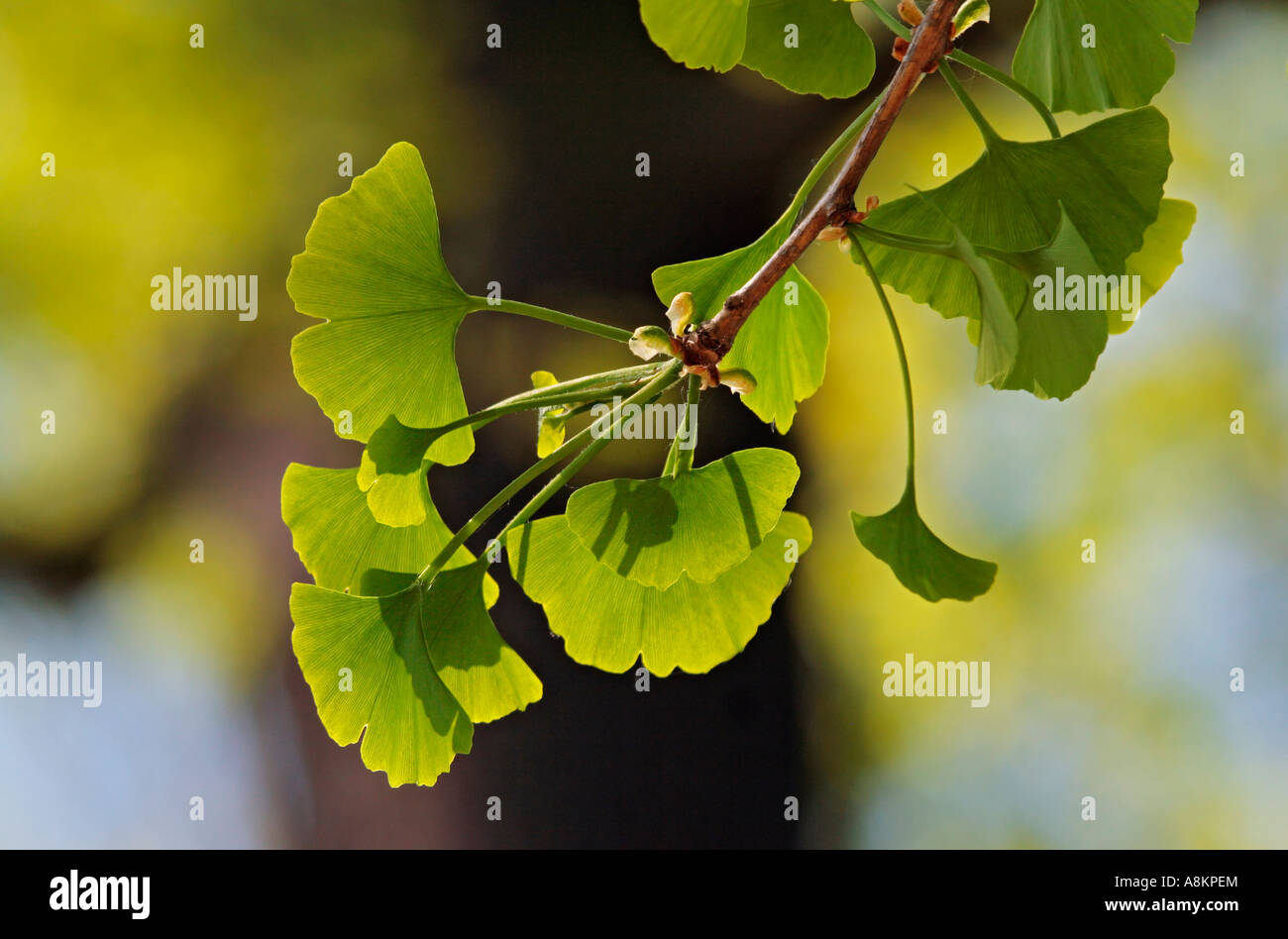 Las hojas jóvenes de un ginkgo (Ginkgo biloba) con luz de fondo Foto de stock