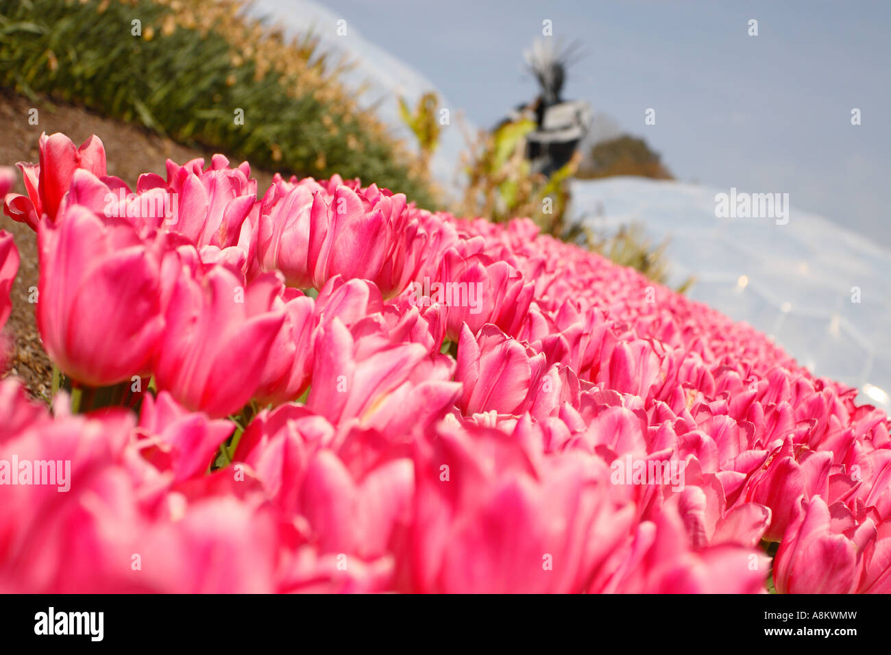 El proyecto Eden Cornwall parterre con Tulip flor rosa Impresión Liliaceae Tulipa Foto de stock