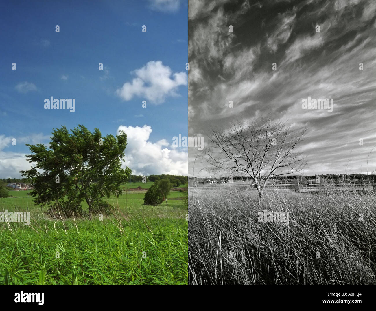 El mismo árbol disparo desde la misma posición en primavera y en otoño Foto de stock