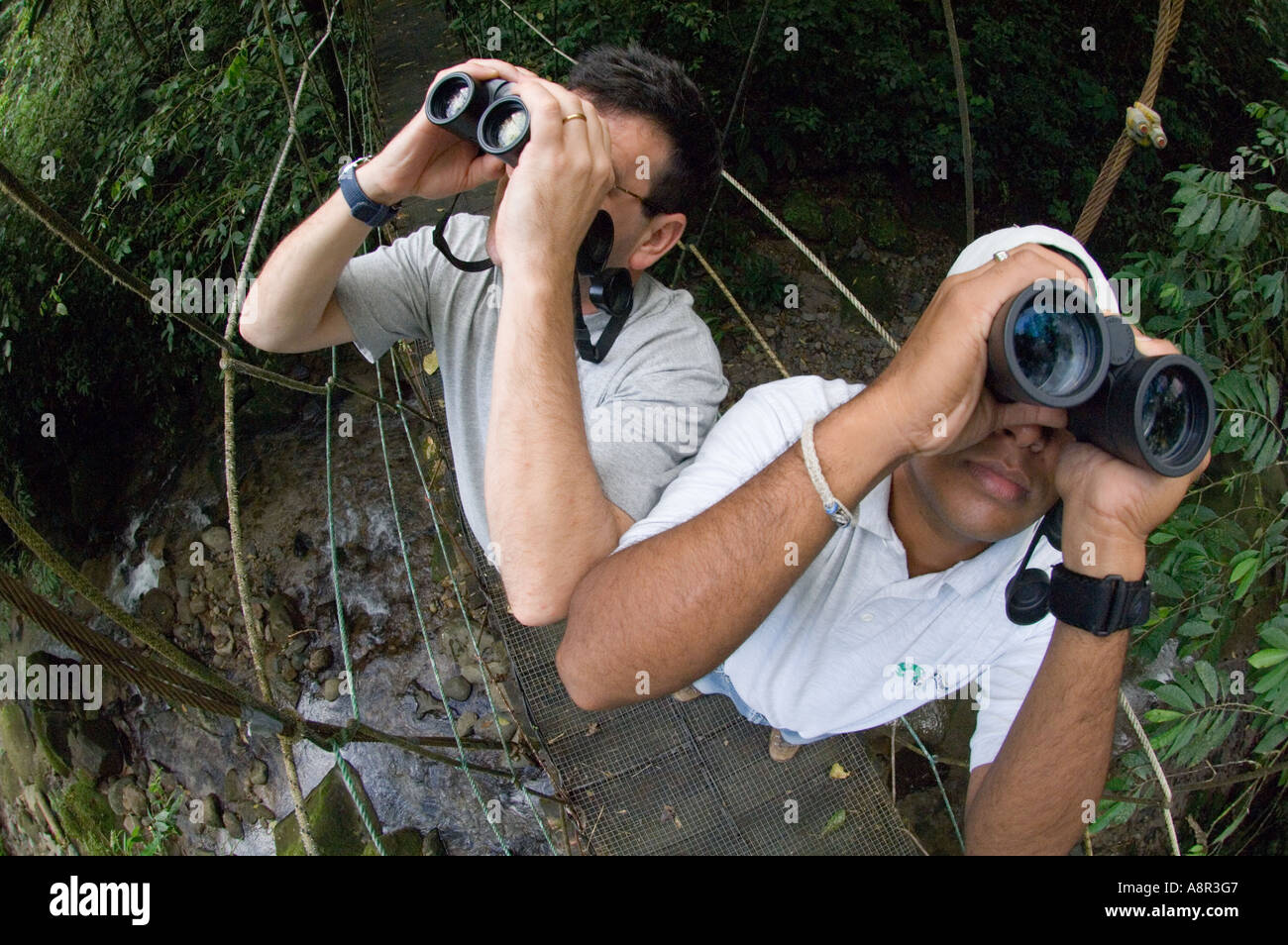 Observación de aves en la selva tropical Elle Valle Panamá Foto de stock