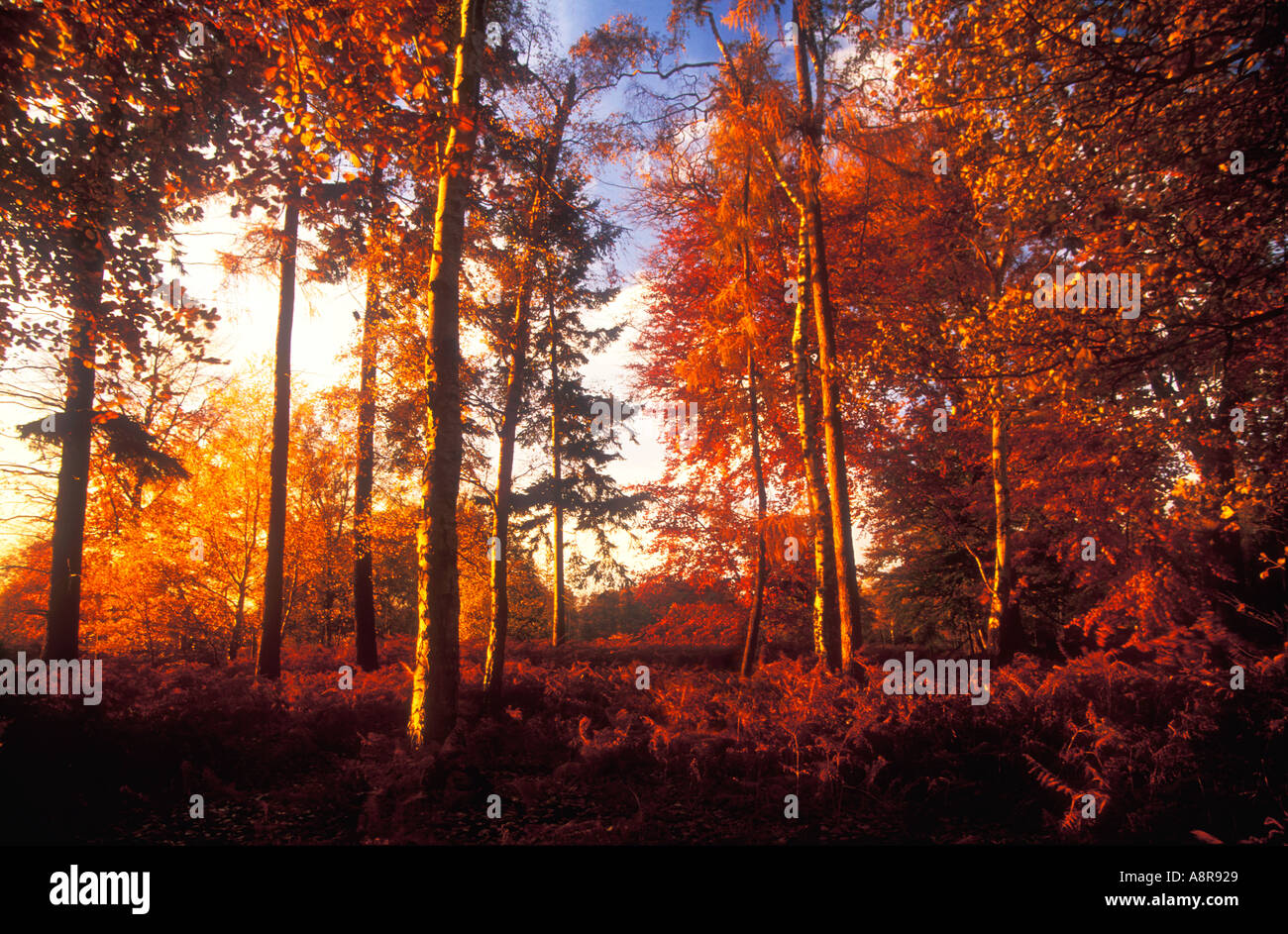 Colores de otoño colores de otoño woods Inglaterra GB Reino Unido Gran Bretaña Europa UE Foto de stock