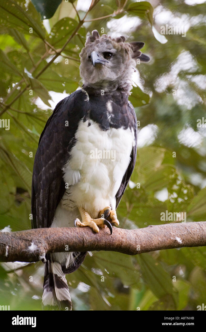 El águila arpía (individual del Fondo Peregrino re-introducción programa)  Parque Nacional Soberiana Panamá Fotografía de stock - Alamy