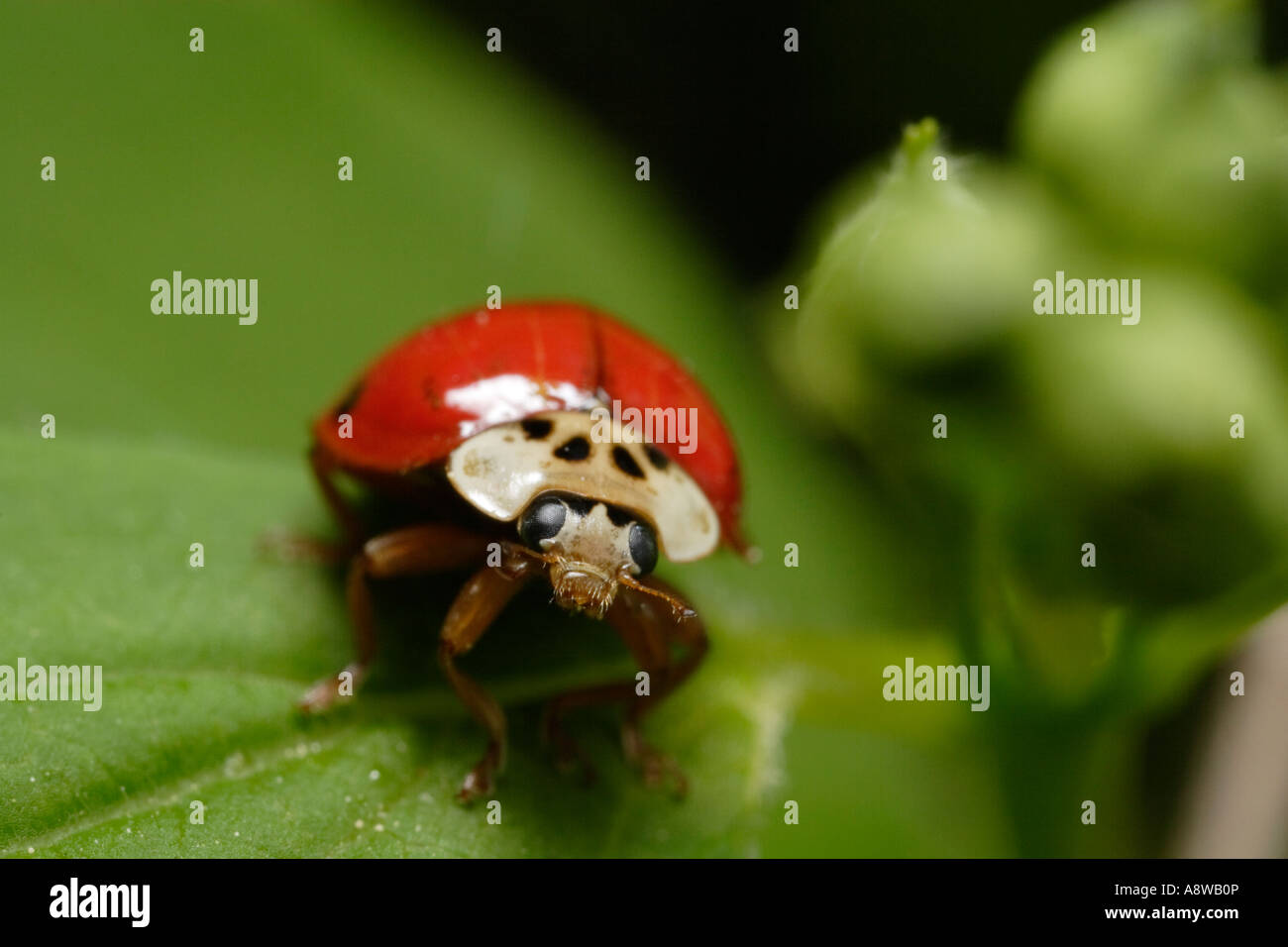 Harmonia axyridis, el escarabajo asiático de dama Foto de stock