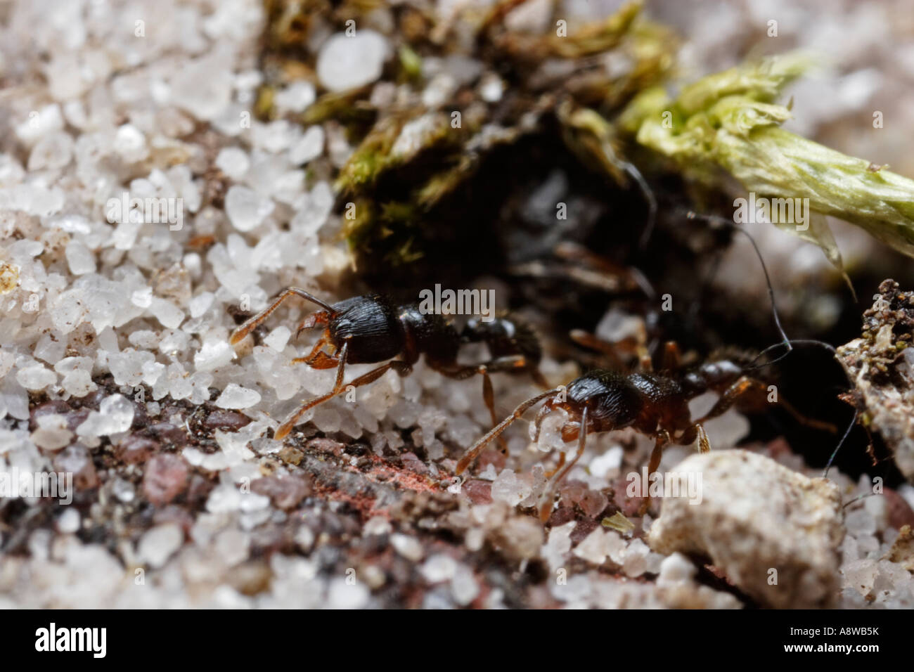 Pavimento hormiga llevando arena (Tetramorium caespitum) Foto de stock