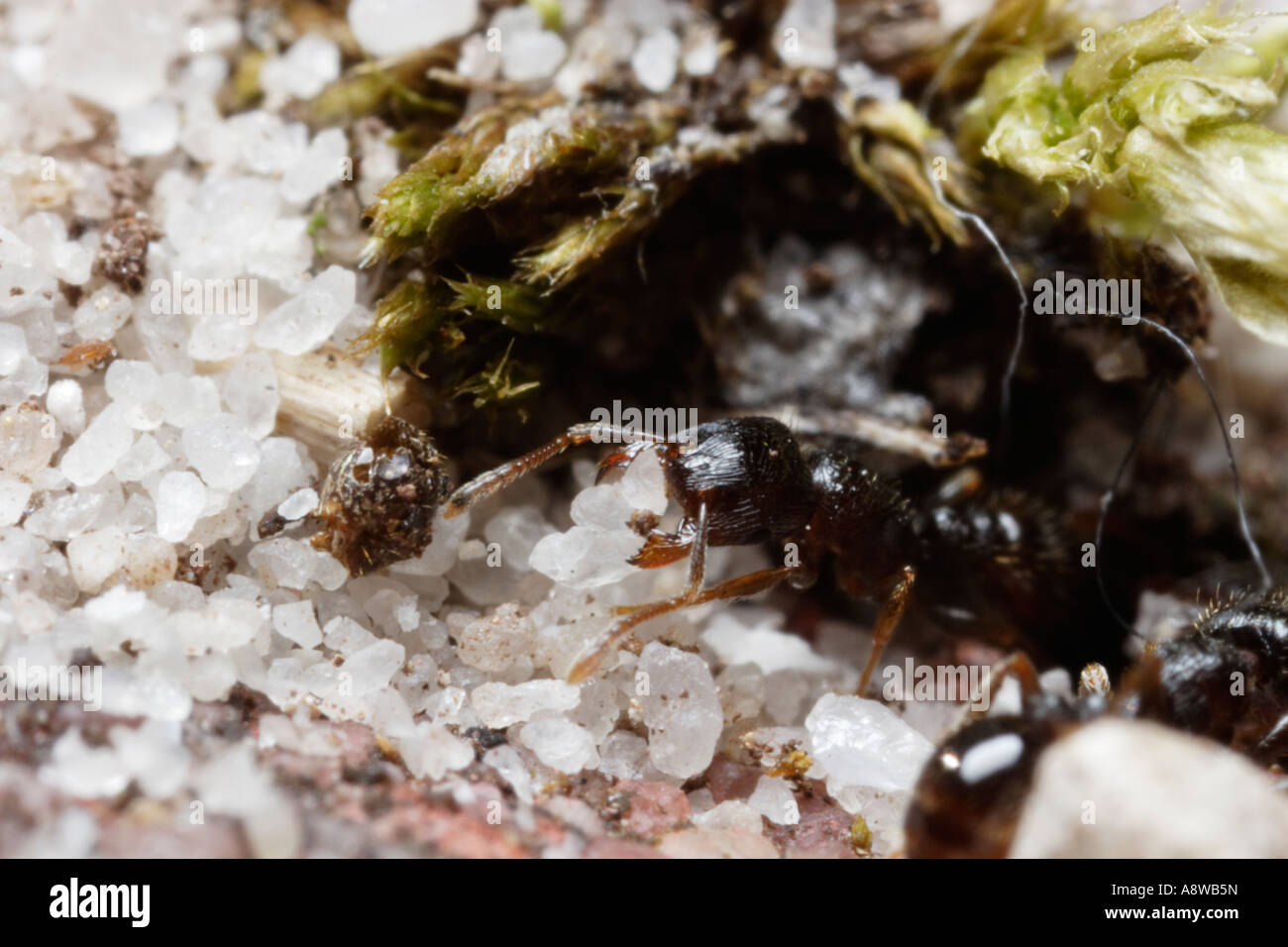 Pavimento hormiga llevando arena (Tetramorium caespitum) Foto de stock