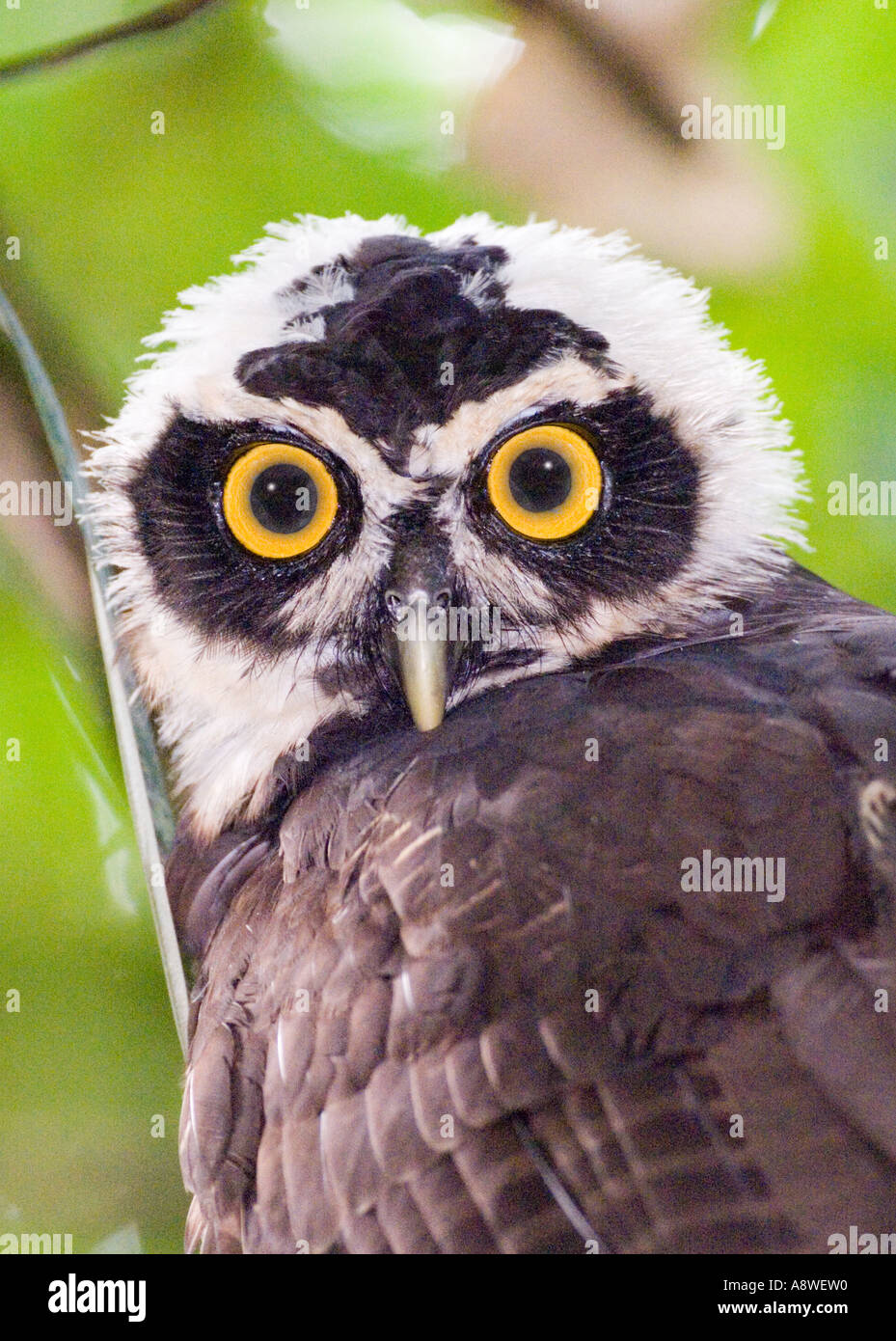 Oso Lechuza Pulsatrix perspicillata, juvenil Soberiana NP Panamá Centroamérica Foto de stock