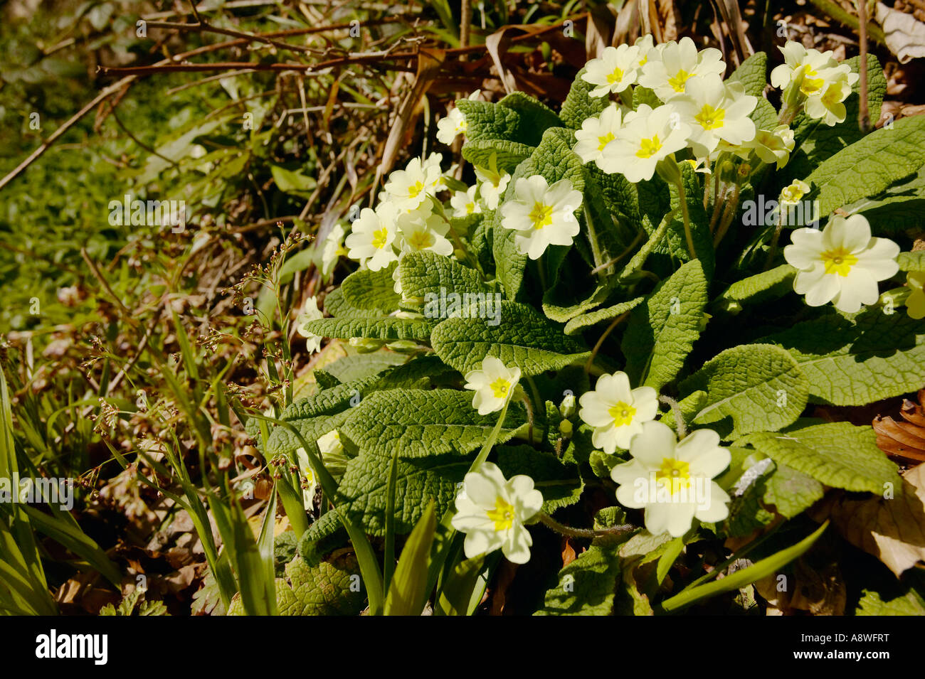 Primula vulgaris Primrose flores en lugar salvaje Northumberland UK Foto de stock