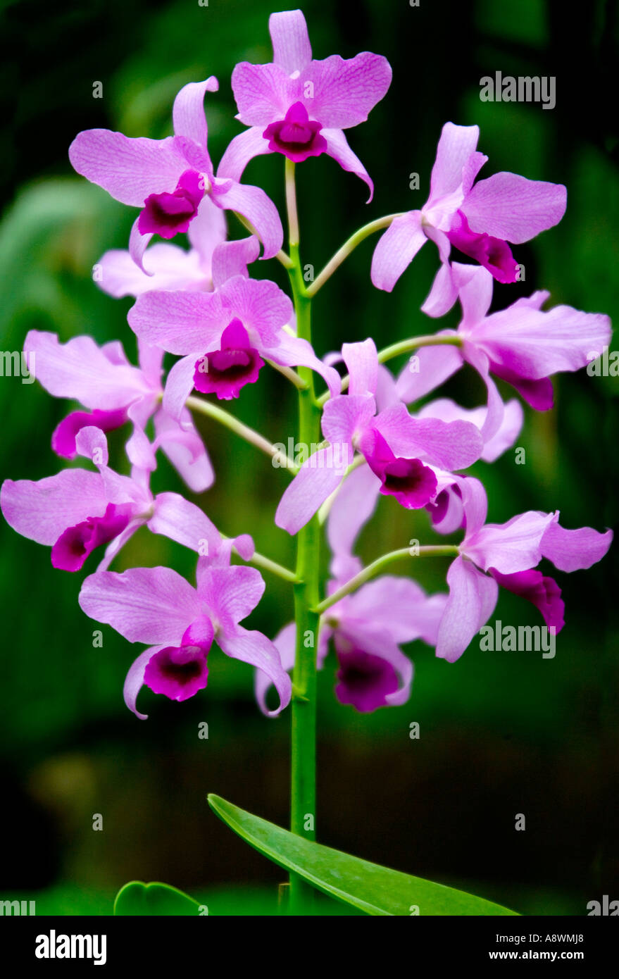 Rosa orquídea tomadas en la Casa de las orquídeas en el Parque Palmitos,  Gran Canaria, Islas Canarias, España Fotografía de stock - Alamy