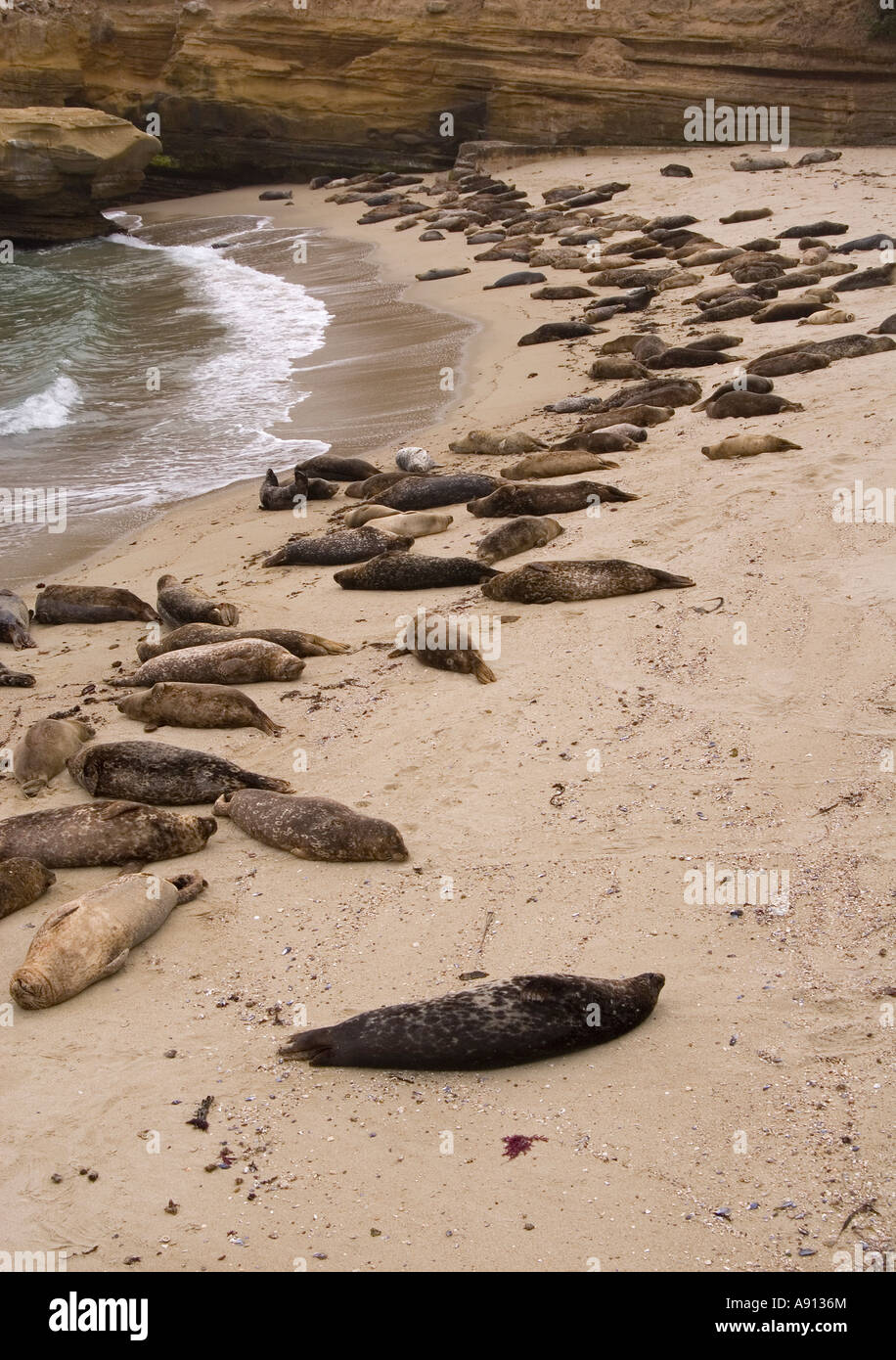 Leones marinos y focas La Jolla beach, San Diego, California, USA  Fotografía de stock - Alamy