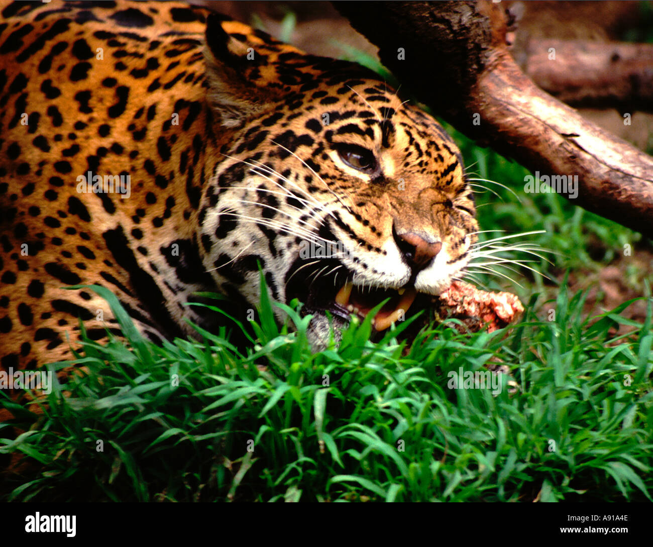 Alimentación de Jaguar. Panthera onca. Espécimen cautivo Fotografía de
