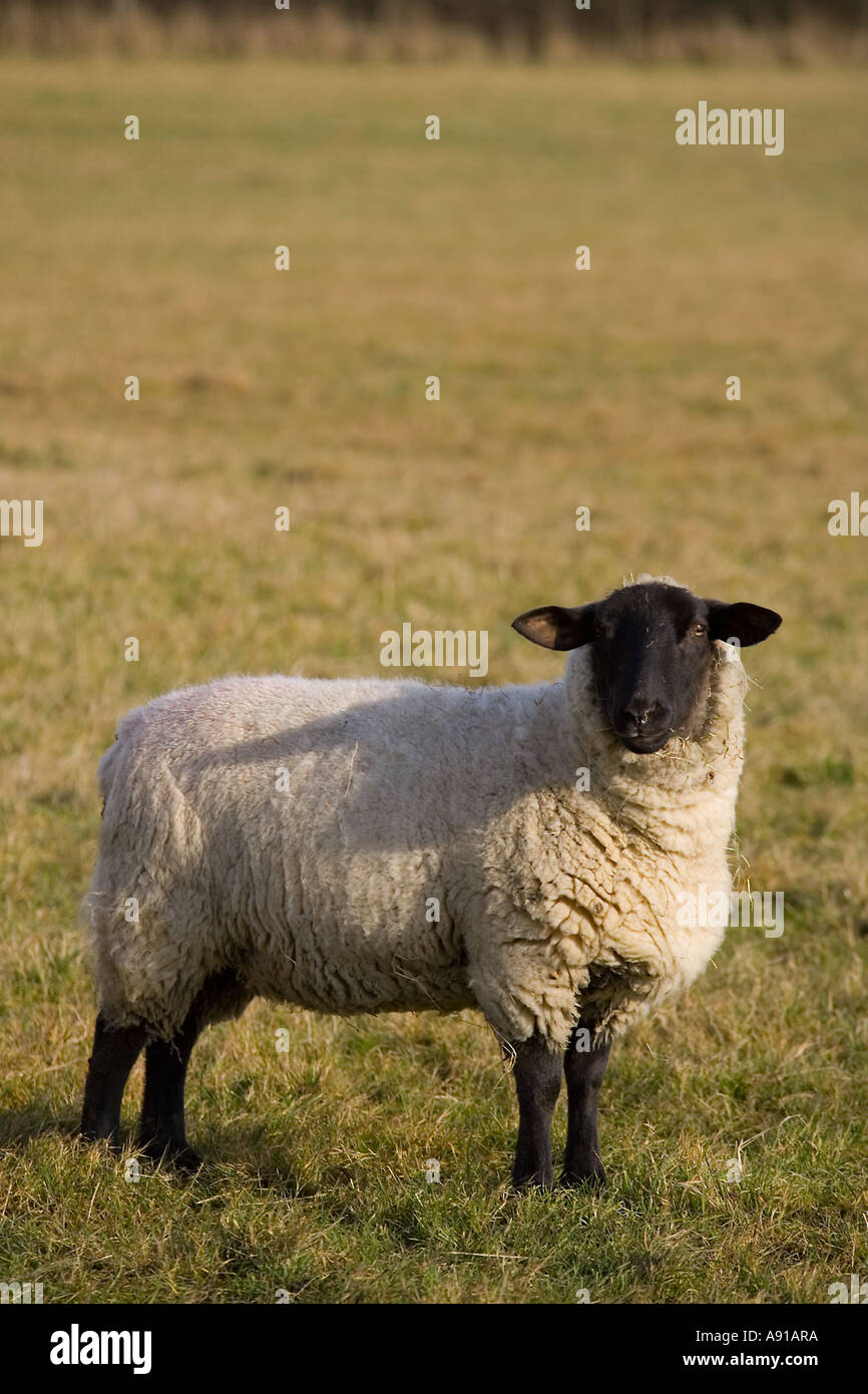 British milk sheep Fotos e Imágenes de stock Alamy