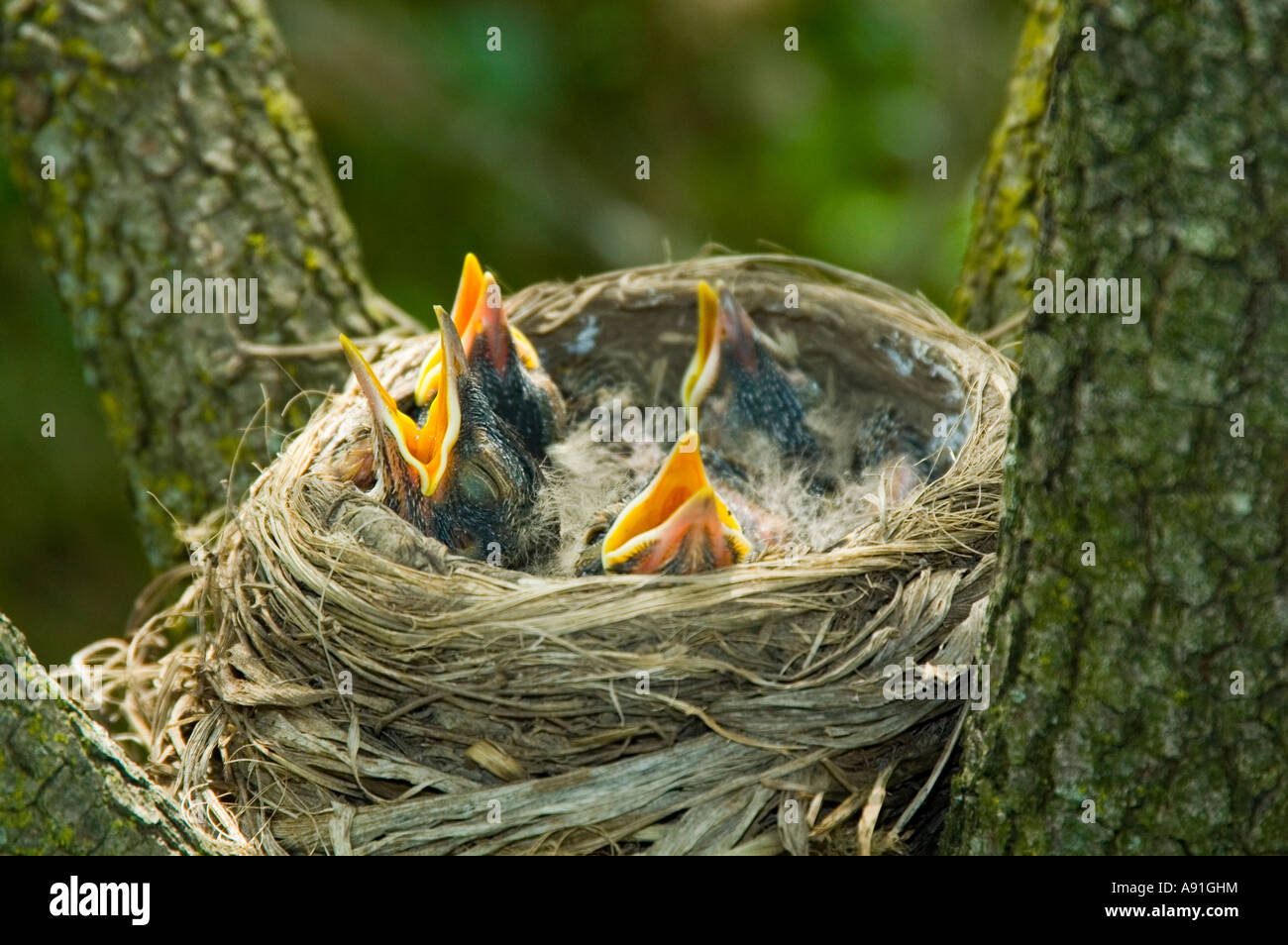 Recién eclosionadas American Robin polluelos en el nido. Foto de stock