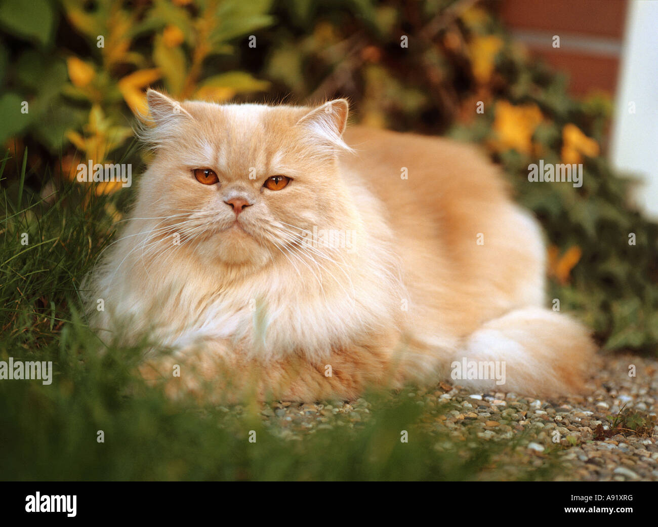 Gato persa. Adulto acostado en un jardín Foto de stock