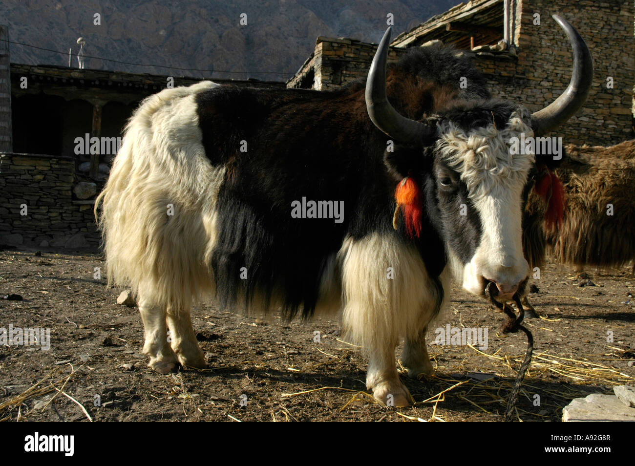 Yak con borlas rojas colgando de sus orejas y una gran cabeza Nar Nar-Phu Annapurna región Nepal Foto de stock