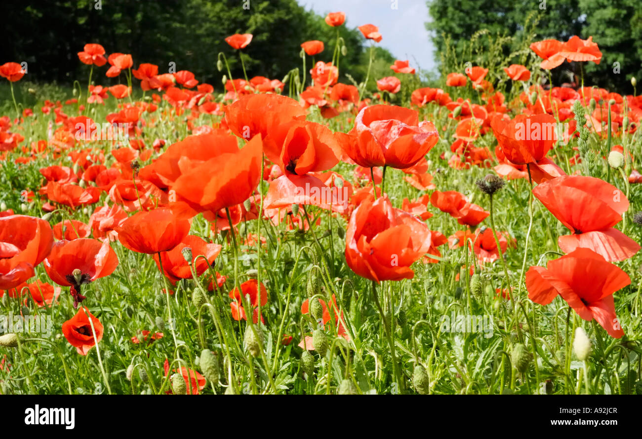 Campo de barbecho está jalonada por rojo amapola, Papaver rhoeas flores L; Papaveraceae Foto de stock