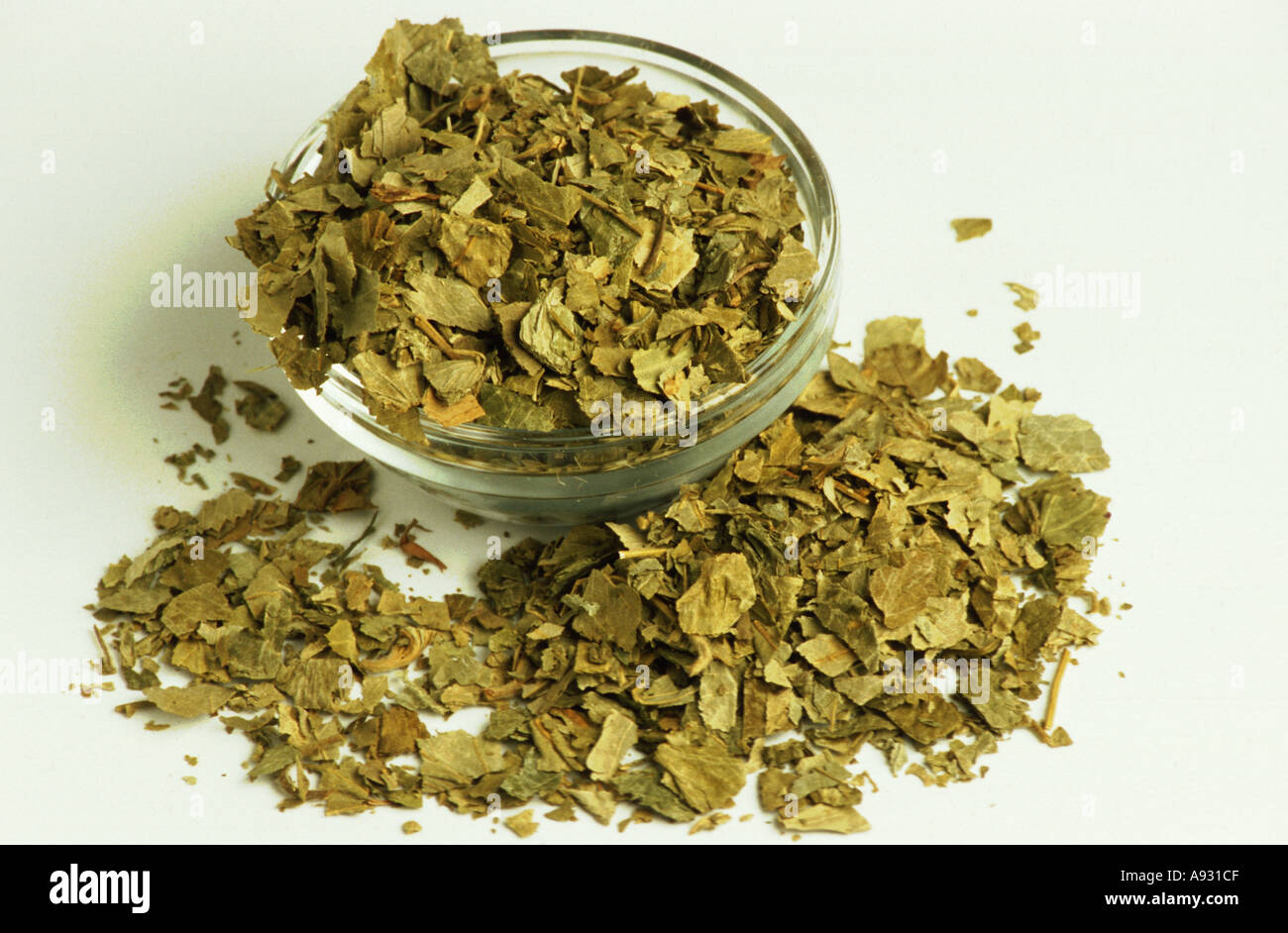 Secado de plantas medicinales de la hierba Alchemilla vulgaris de señora Manto Frauenmantel Foto de stock