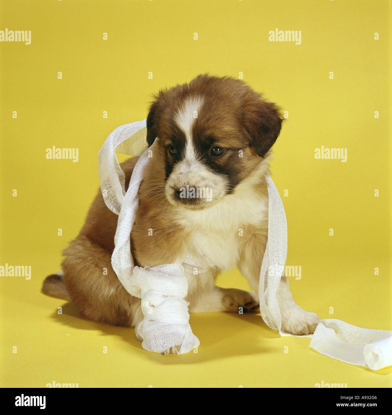 Close-up de un cachorro de perro con gasa médica envuelto alrededor de él Foto de stock