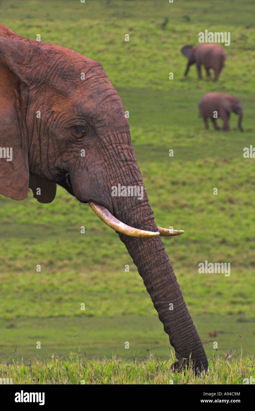 El perfil lateral de una cabeza de elefante con otros elefantes en el Parque Nacional de Elefantes Addo fondo Eastern Cape, Sudáfrica Foto de stock