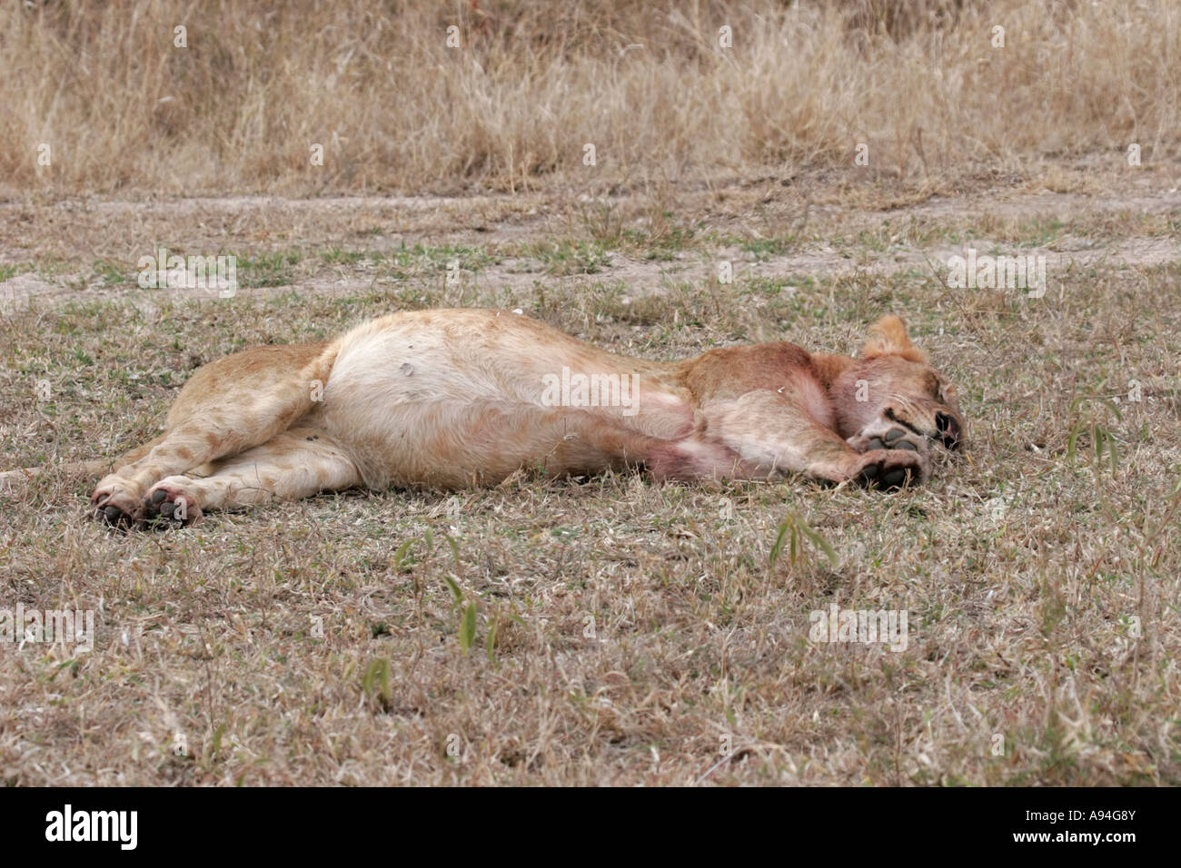Un león con la grasa del vientre abultado dormir después de comer en un kill Nkhoro Sabi Sand Game Reserve en Mpumalanga Sudáfrica Foto de stock