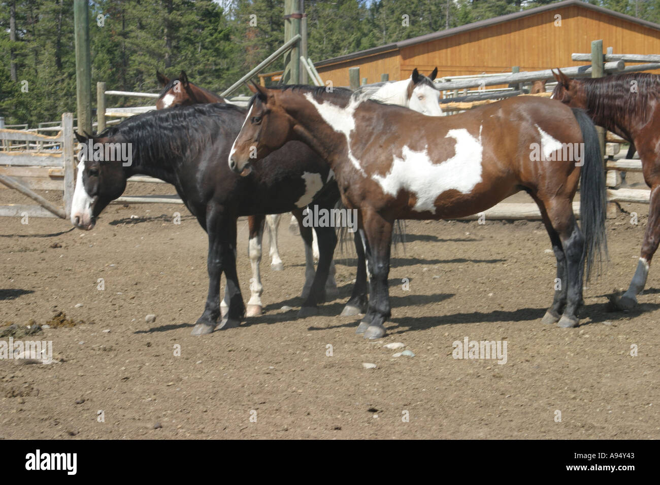 Dos caballos de pie en un corral canadiense Foto de stock