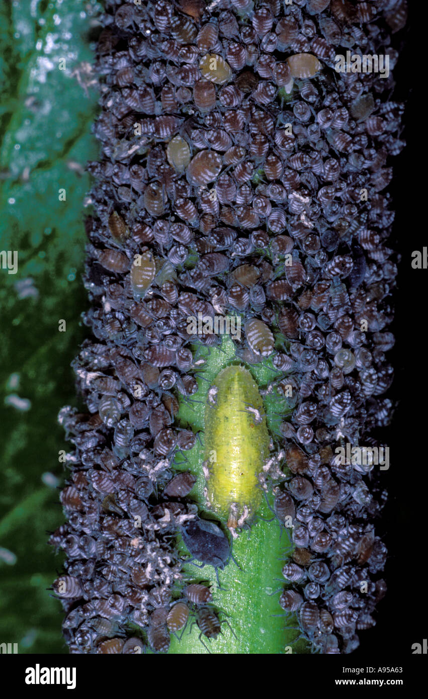 Hover-Alimentación de larvas de moscas en los áfidos (Familia Aphididae)  colonia Fotografía de stock - Alamy