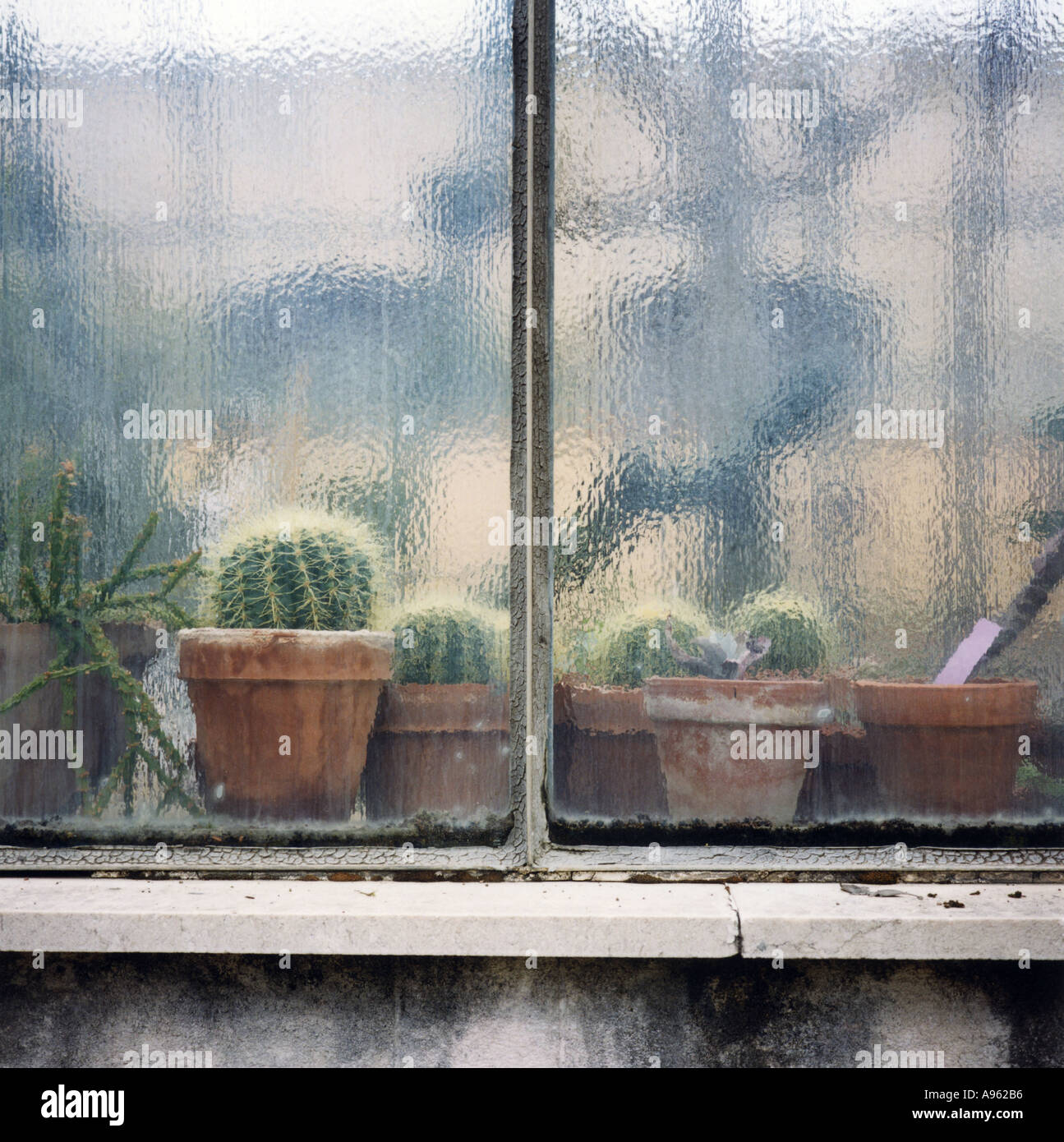 Las plantas suculentas en un invernadero del jardín botánico de Palermo, Sicilia, Italia Foto de stock