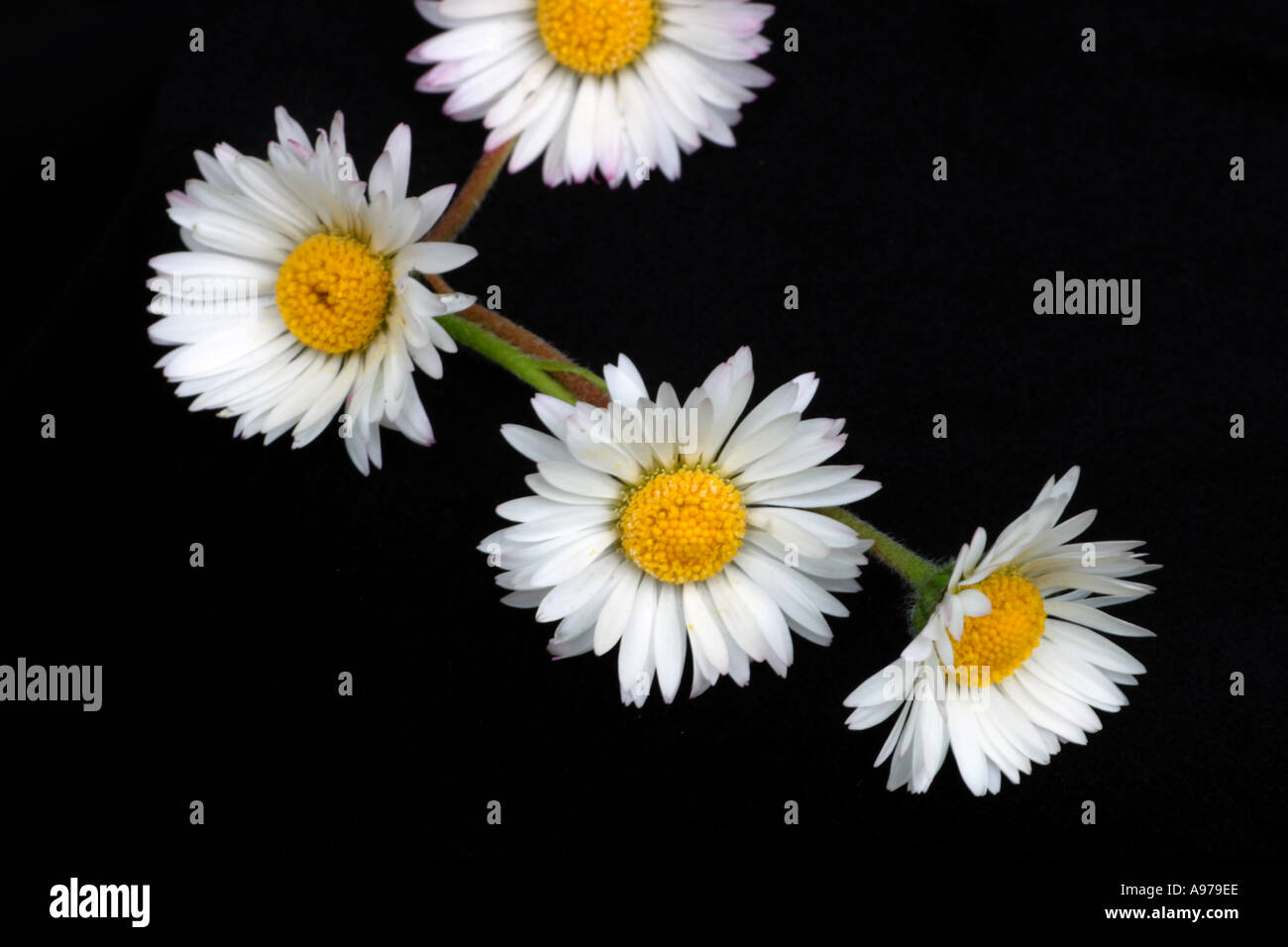 Daisy flores en una sola cadena, para convertirlos en una pulsera, collar o corona floral Foto de stock