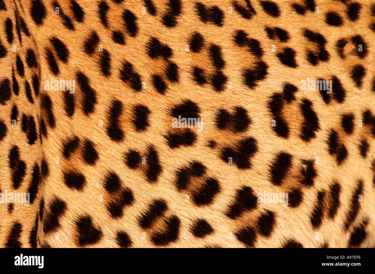 Piel de leopardo Foto de stock