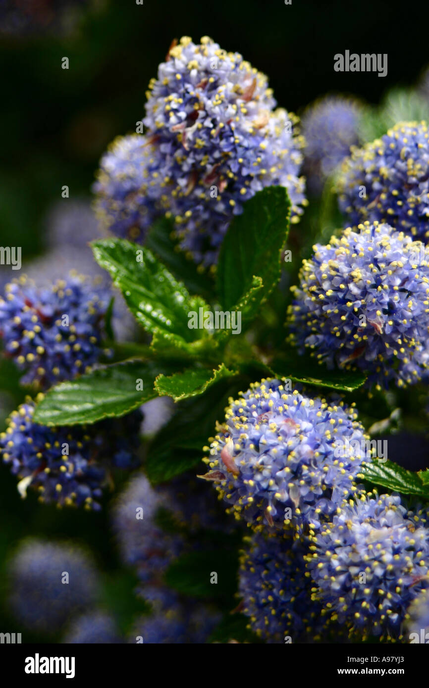 Cerca de flores azules nombre latino Ceanothus Fotografía de stock - Alamy