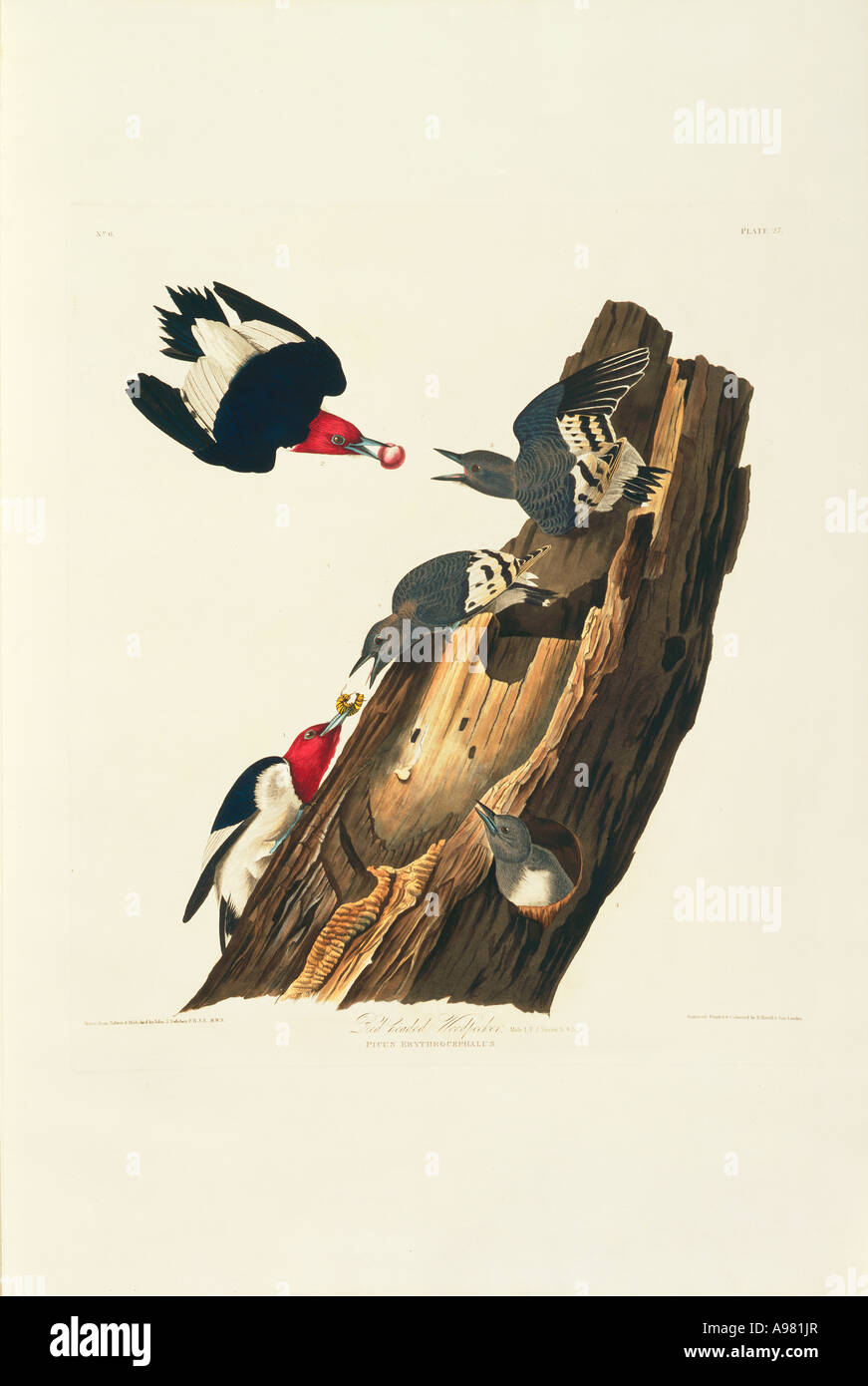 Melanerpes erythrocephalus Red Headed Woodpecker Foto de stock