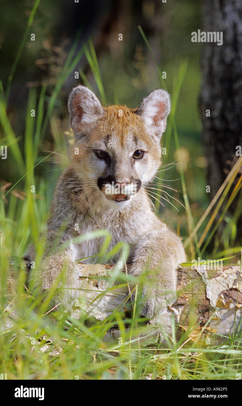 Puma bebé fotografías e imágenes de alta resolución - Alamy