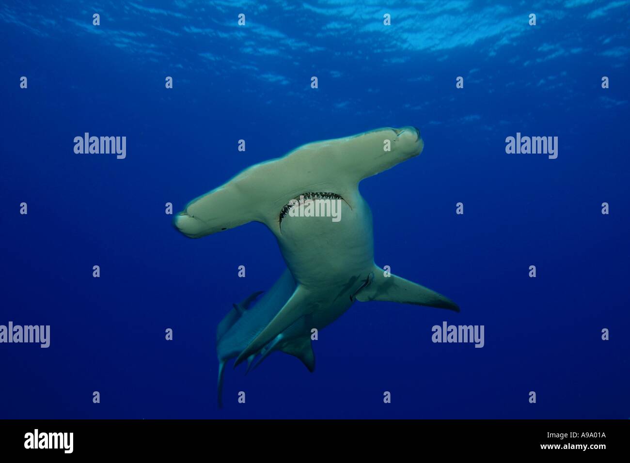 El gran tiburón martillo Sphyrna mokarran se encuentra en casi todas las aguas templadas y tropicales Bahamas Foto de stock