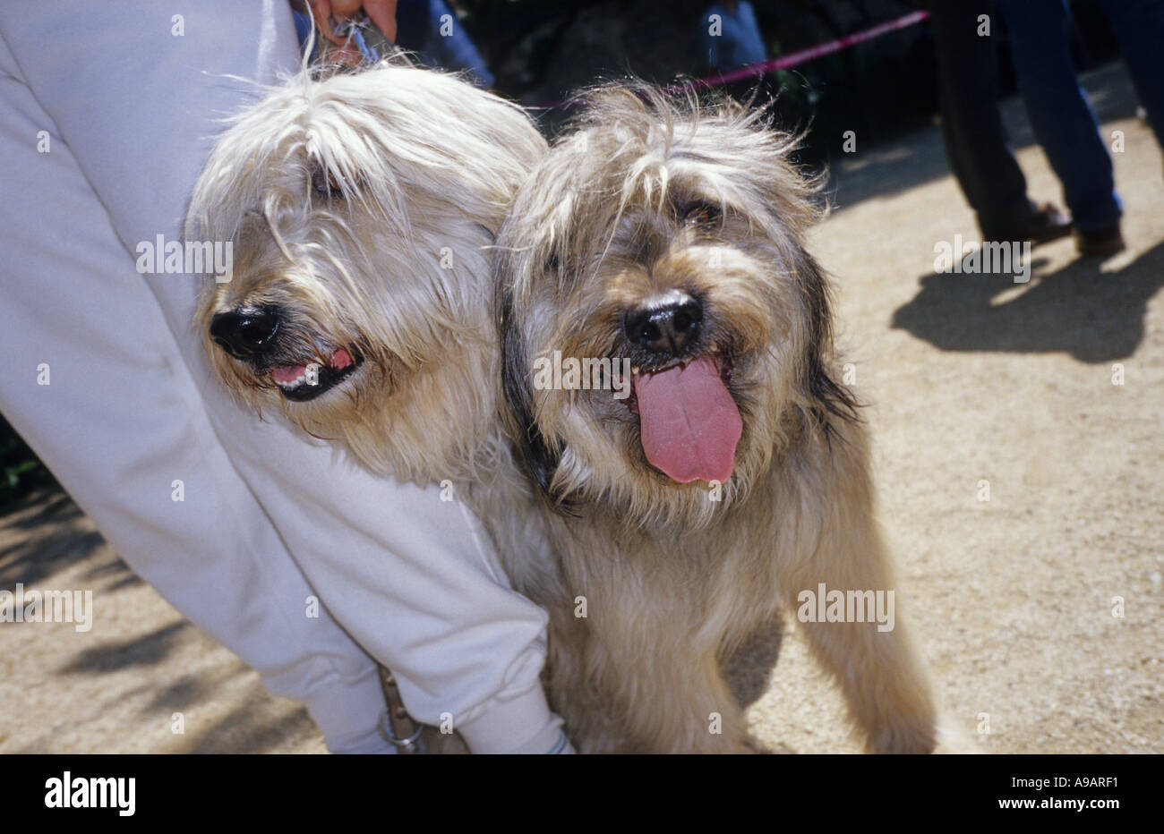 Two headed dog fotografías e imágenes de alta resolución Alamy