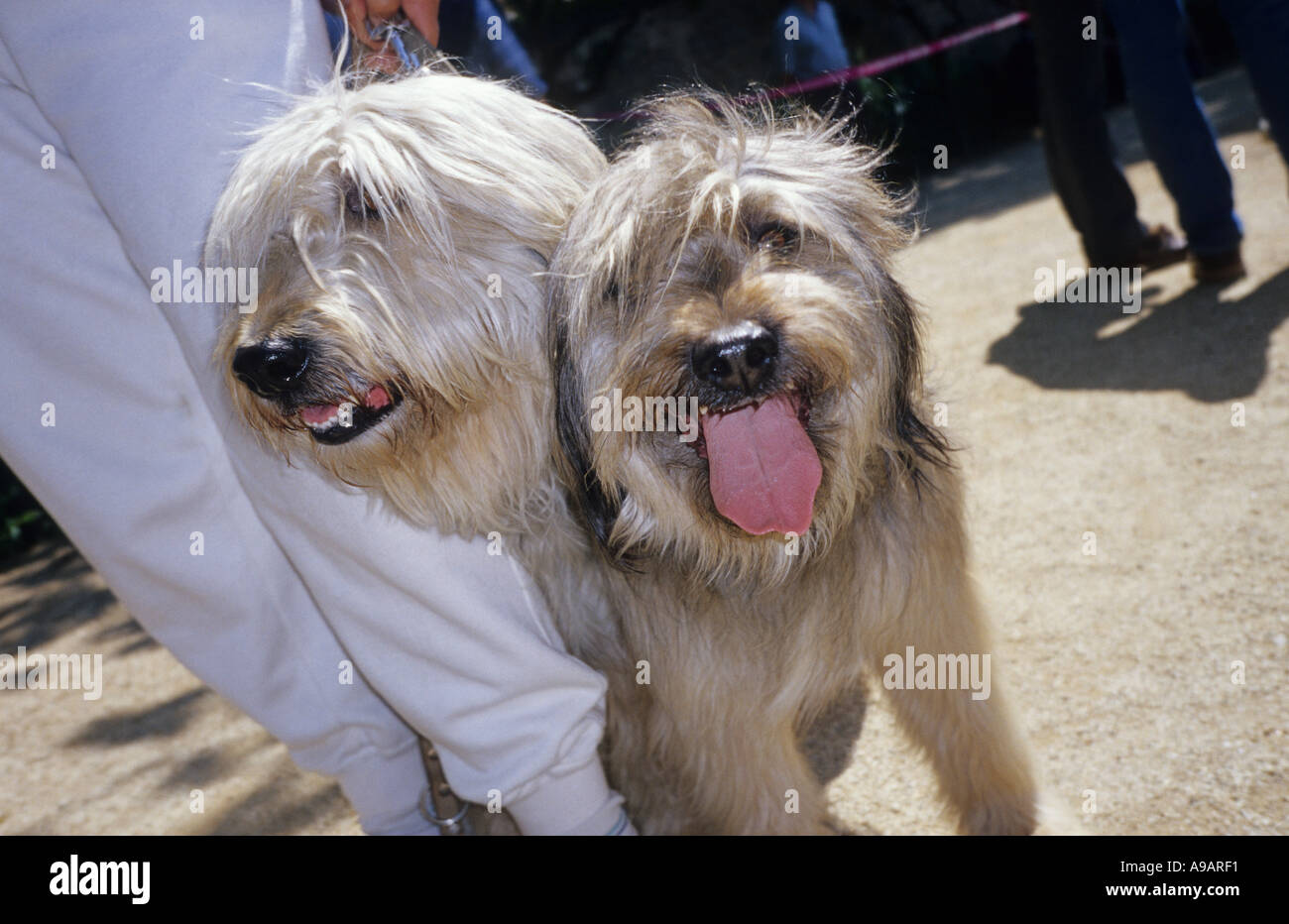 Perro de dos cabezas fotografías e imágenes de alta resolución - Alamy