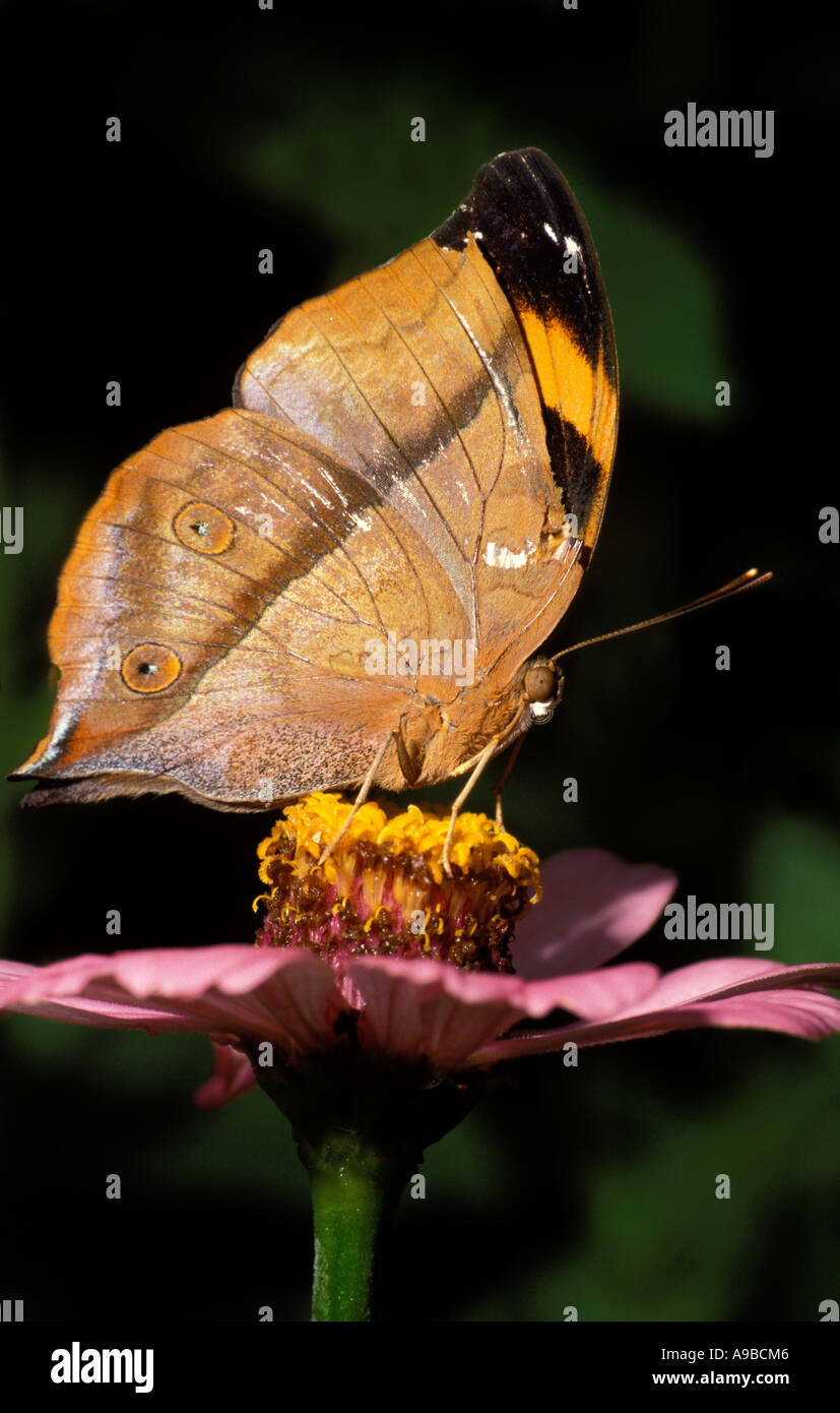 Hoja de Otoño Doleschallia bisaltide mariposas Nymphalidae sp Malasia Foto de stock