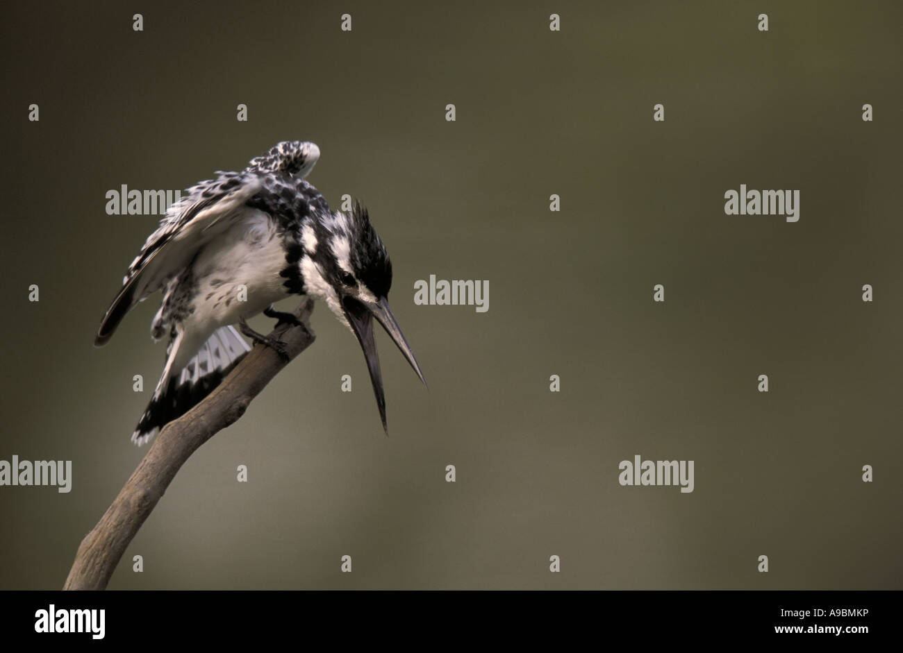 Pied Kingfisher (Ceryle rudis) mostrando la agresión Foto de stock