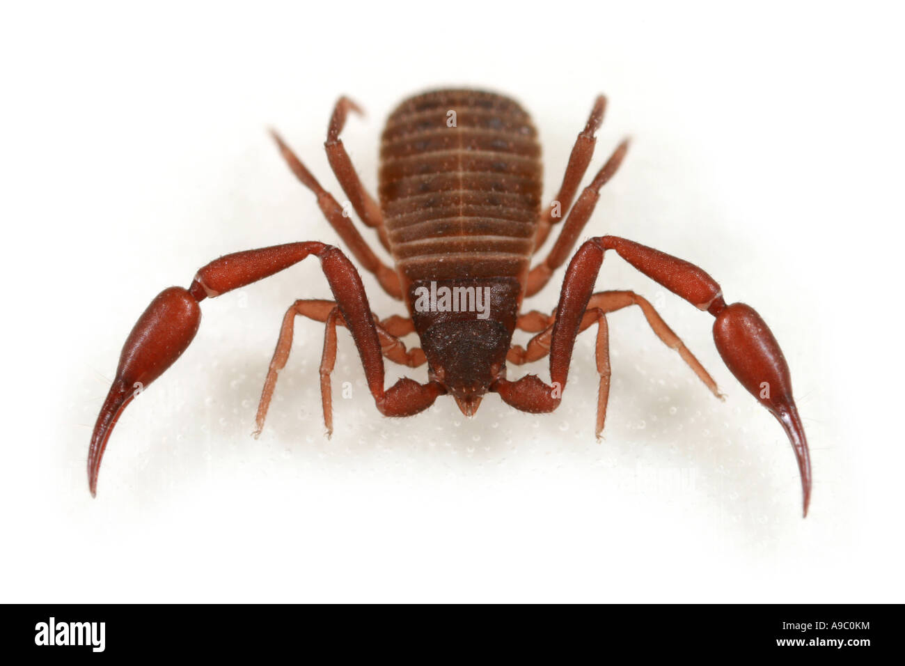 Seudoescorpión, Chelifer cancroides, una pequeña araña con pinzas  Fotografía de stock - Alamy