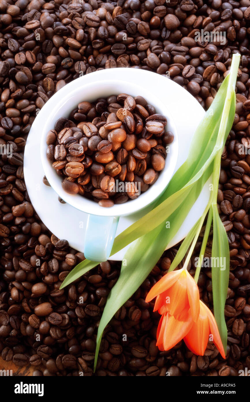 https://c8.alamy.com/compes/a9cpa5/granos-de-cafe-en-la-taza-de-cafe-ver-elevados-a9cpa5.jpg