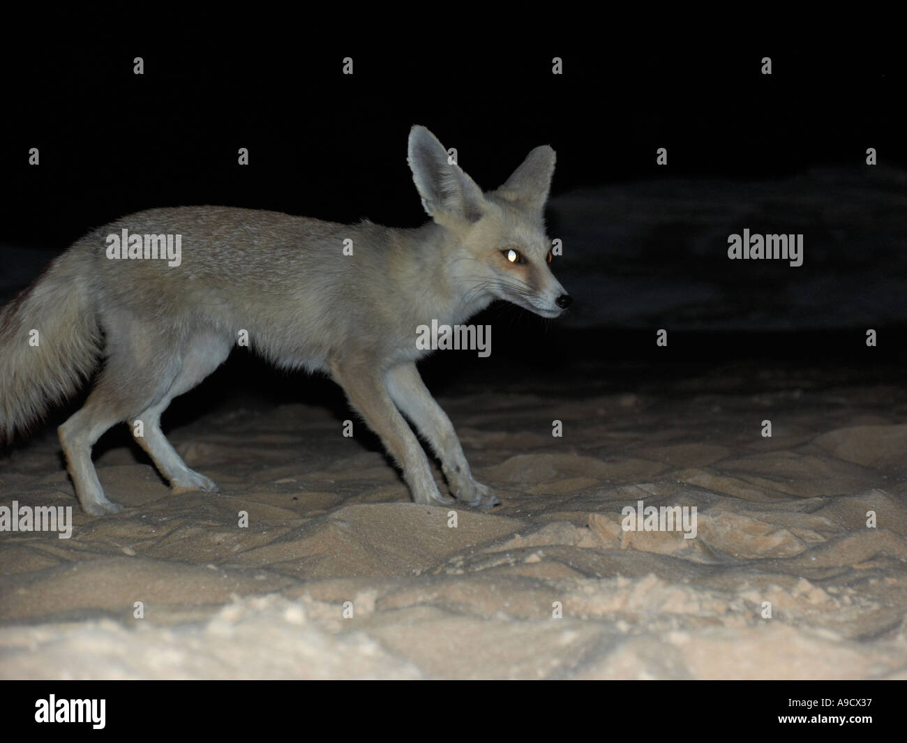 El Fennec Fox Fennecus Zerda es relativamente común en el desierto occidental de Egipto Foto de stock